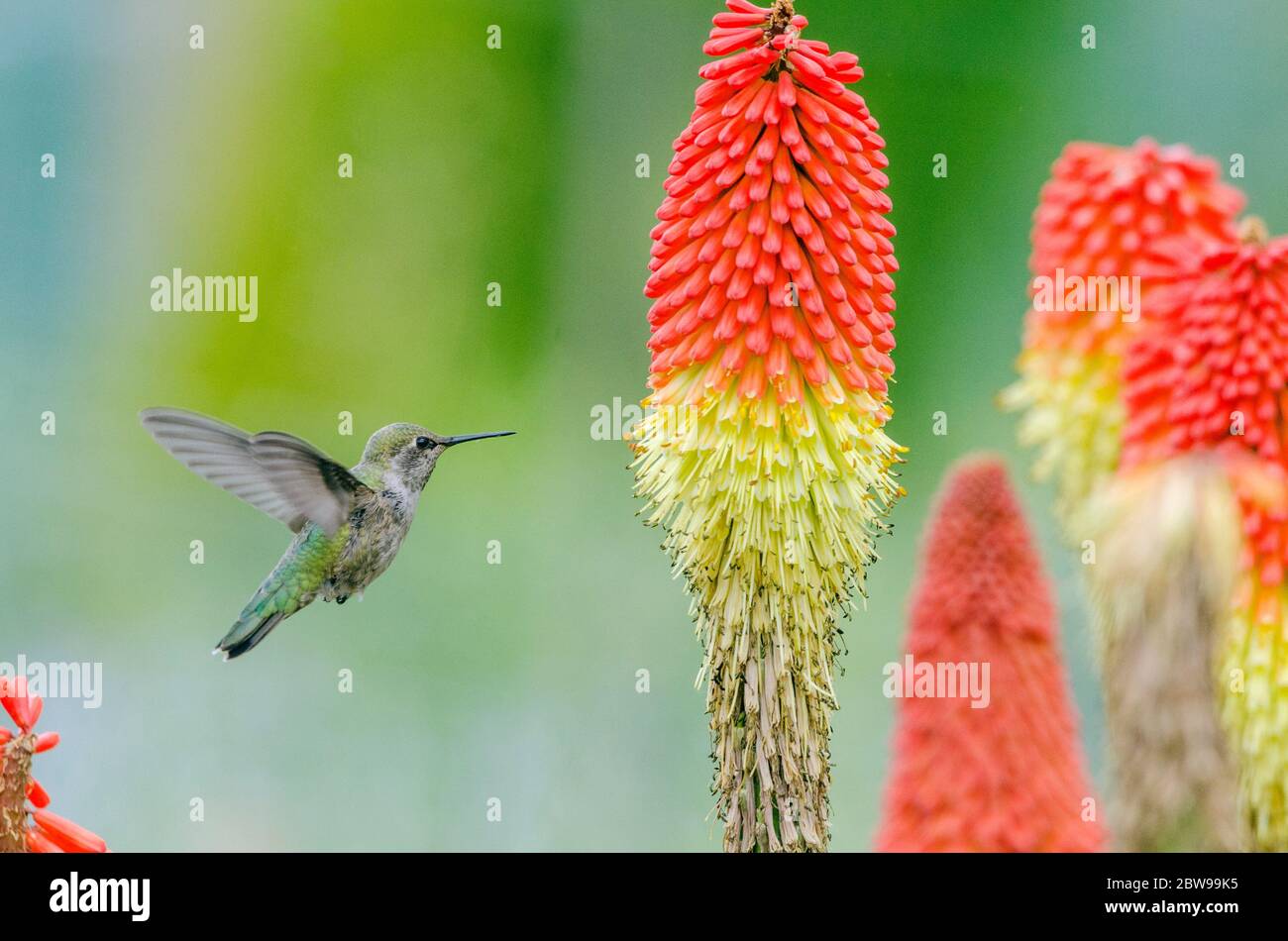 Ein Anna's Kolibri schwebt in der Nähe von Fackellilienblumen und sucht Nektar in einem Gemeinschaftsgarten in Redmond, Washington. Stockfoto