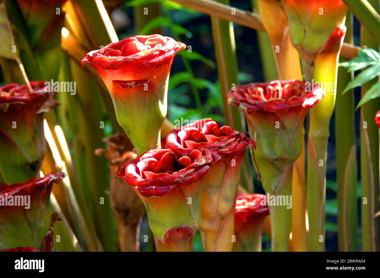 Rose von Siam blüht in Haufen im Hawaii Tropical Botanical Garden auf der Big Island von Hawaii. Stockfoto