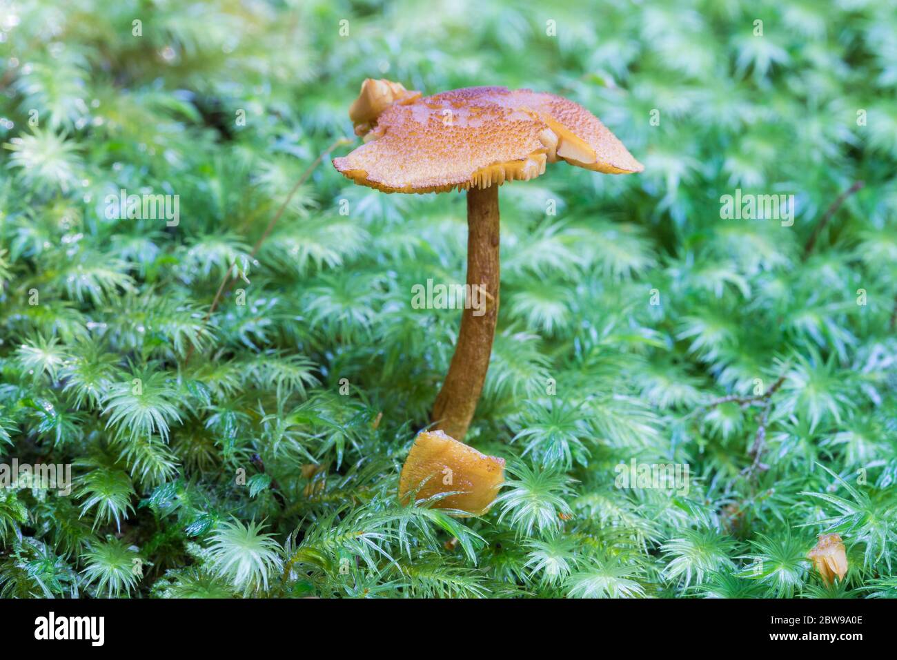 Der Fliegenpilz wächst auf einem Holzstamm, der mit Moos bedeckt ist Stockfoto