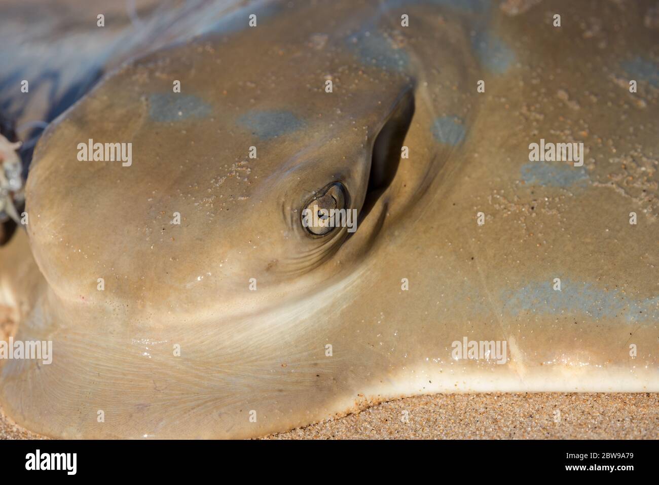 Southeern Eagle Ray am Strand, nachdem sie von Strandfischer gefangen wurden Stockfoto