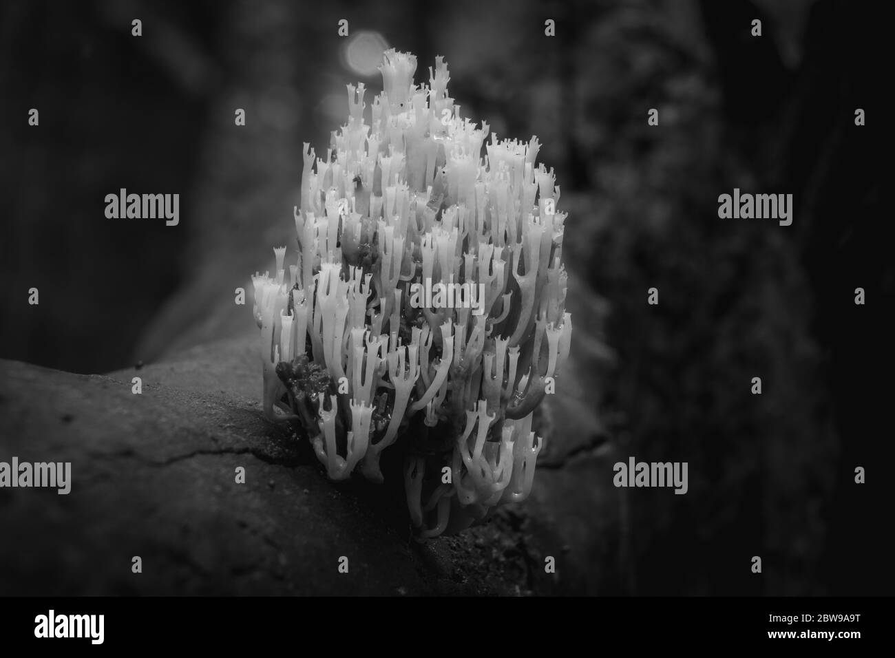 Schwarz-Weiß eines Krone-Spitze Korallen Pilz sprießt von einem Rotton log in einer feuchten Umgebung. North Carolina. Stockfoto
