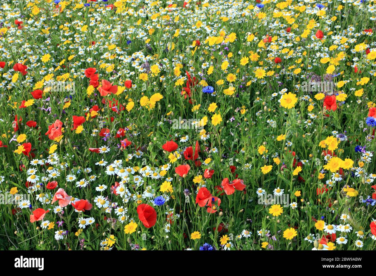 Wildblumen Gartenpflanzen, Gänseblümchen, Kornblume, Mohn, bunt 5 Stockfoto