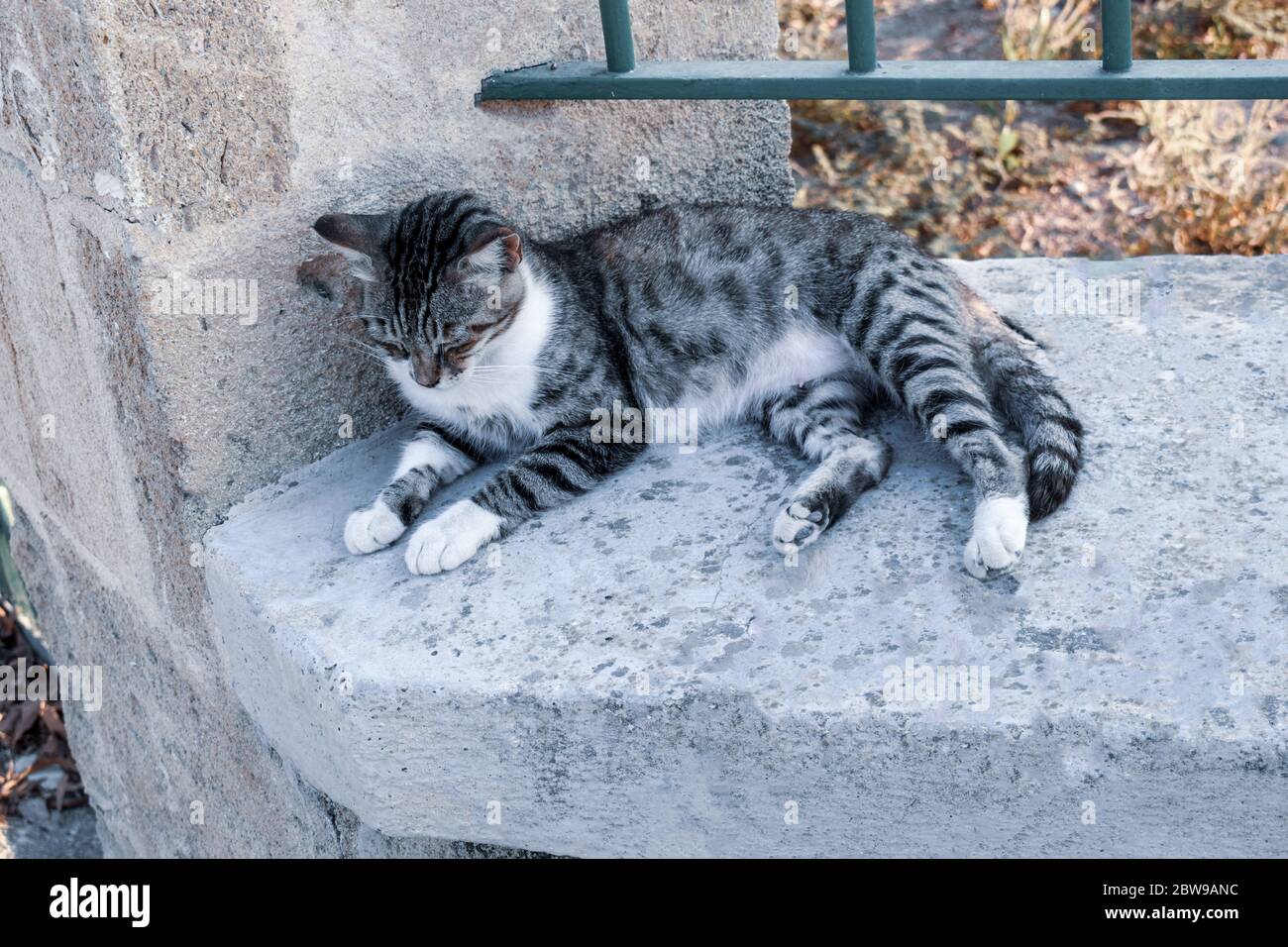 Schöne Katze schläft auf Zaun Stockfoto