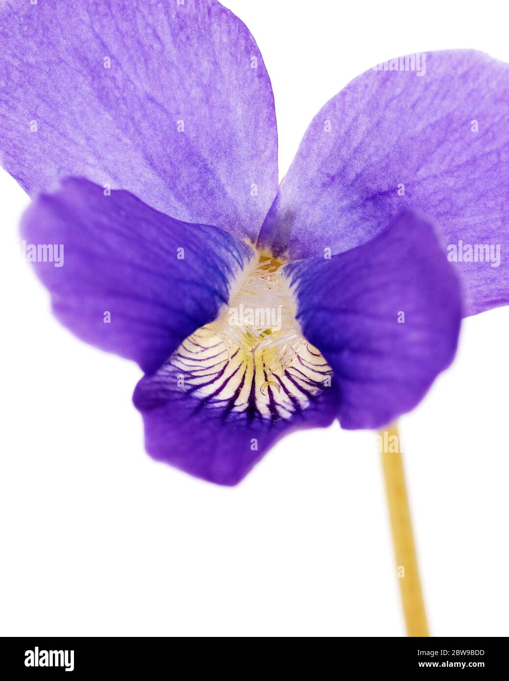 Makrofoto der Wilden Veilchenblüte (Viola sororia) Stockfoto