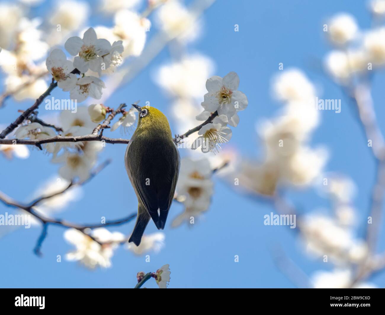 Ein japanisches weißes Auge, auch ein warbling weißes Auge oder Berg weißes Auge, Zosterops japonicus genannt, steht zwischen den weißen Pflaumenblüten des Frühlings Stockfoto