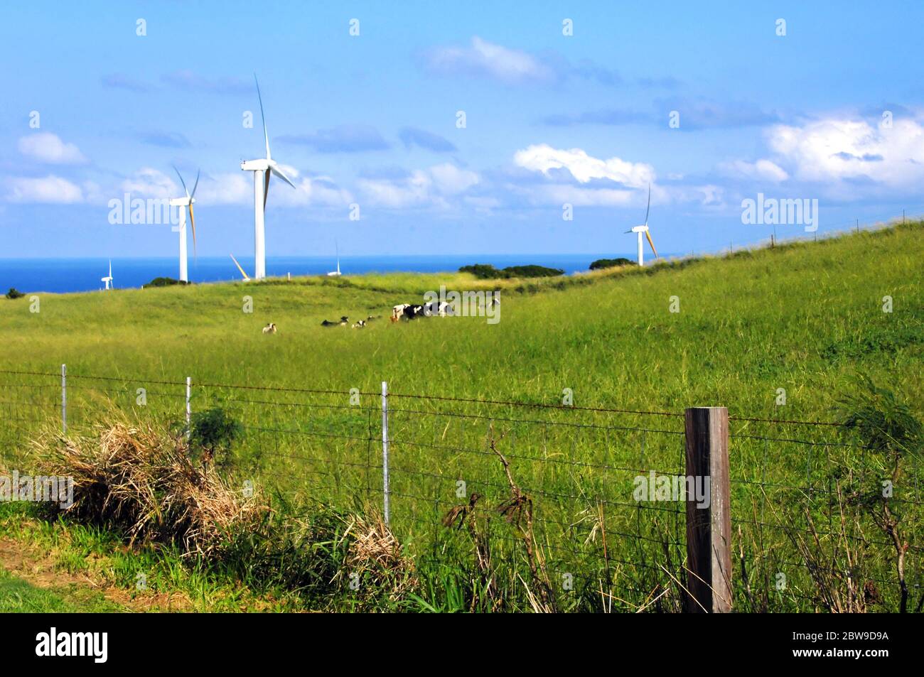 "Grün" bezieht sich auf mehr als nur die Weide, auf der Big Island von Hawaii. Windkraftanlagen erzeugen neue Energie und Energie und fangen den Handelswind Stockfoto