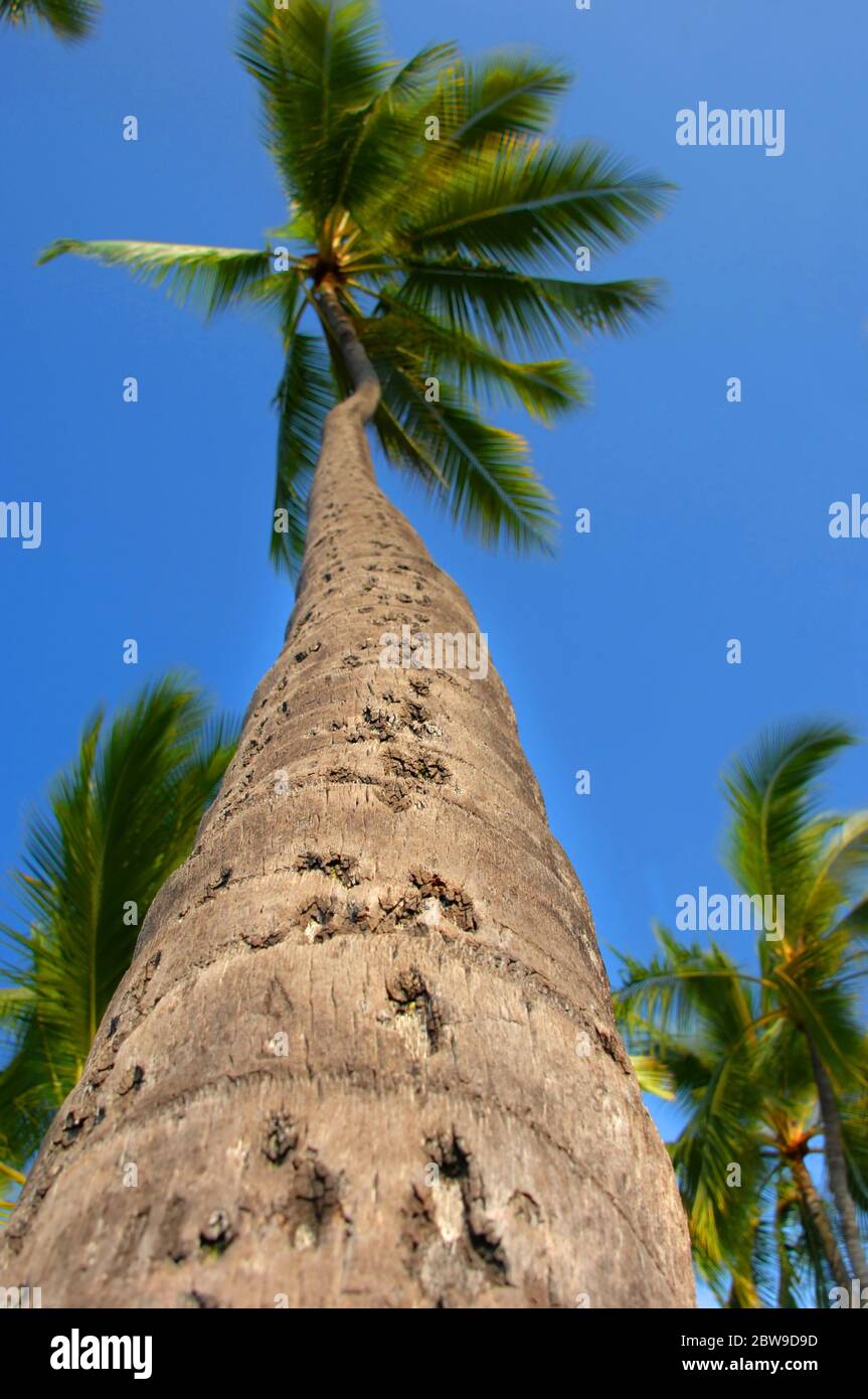 Die hoch aufragende Palme windet sich in den Himmel und ist mit leuchtend grünen Palmenwedeln gekrönt Stockfotografie