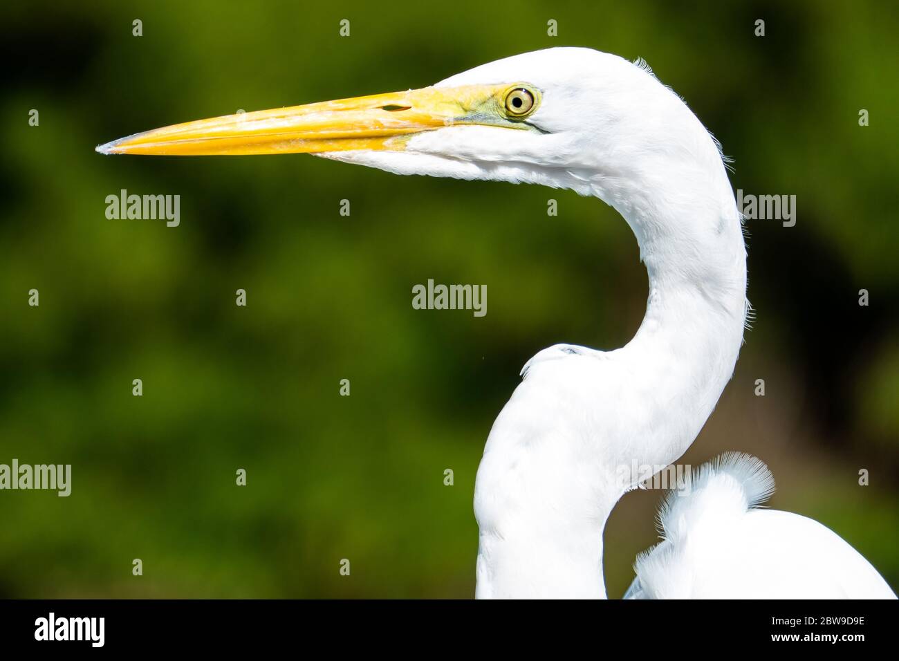 Der elegante Reiher. Reiher sind große, langbeinige Watvögel mit langen, S-gebogenen Hälsen und langen. Stockfoto