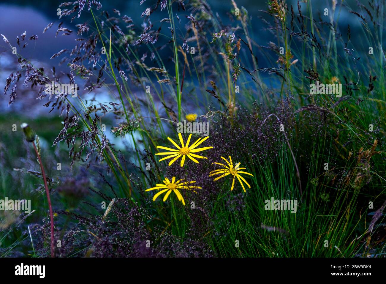 Gelbe Bergblumen, die aus dem grünen und purpurnen Gras im Retezat Gebirge, Rumänien, aufsteigen Stockfoto