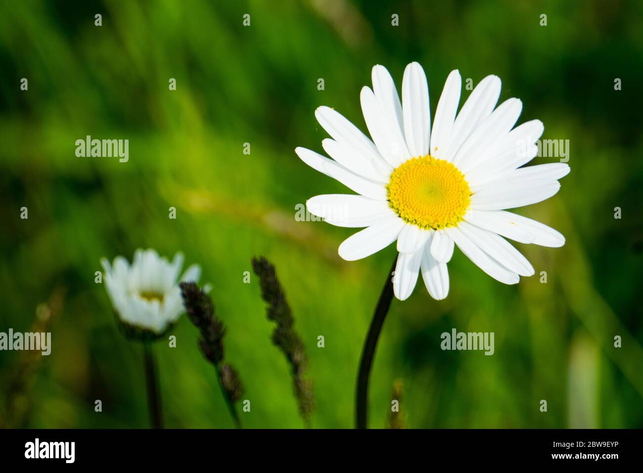 Eine weiße Gänseblümchen vor einem grünen Hintergrund Stockfoto