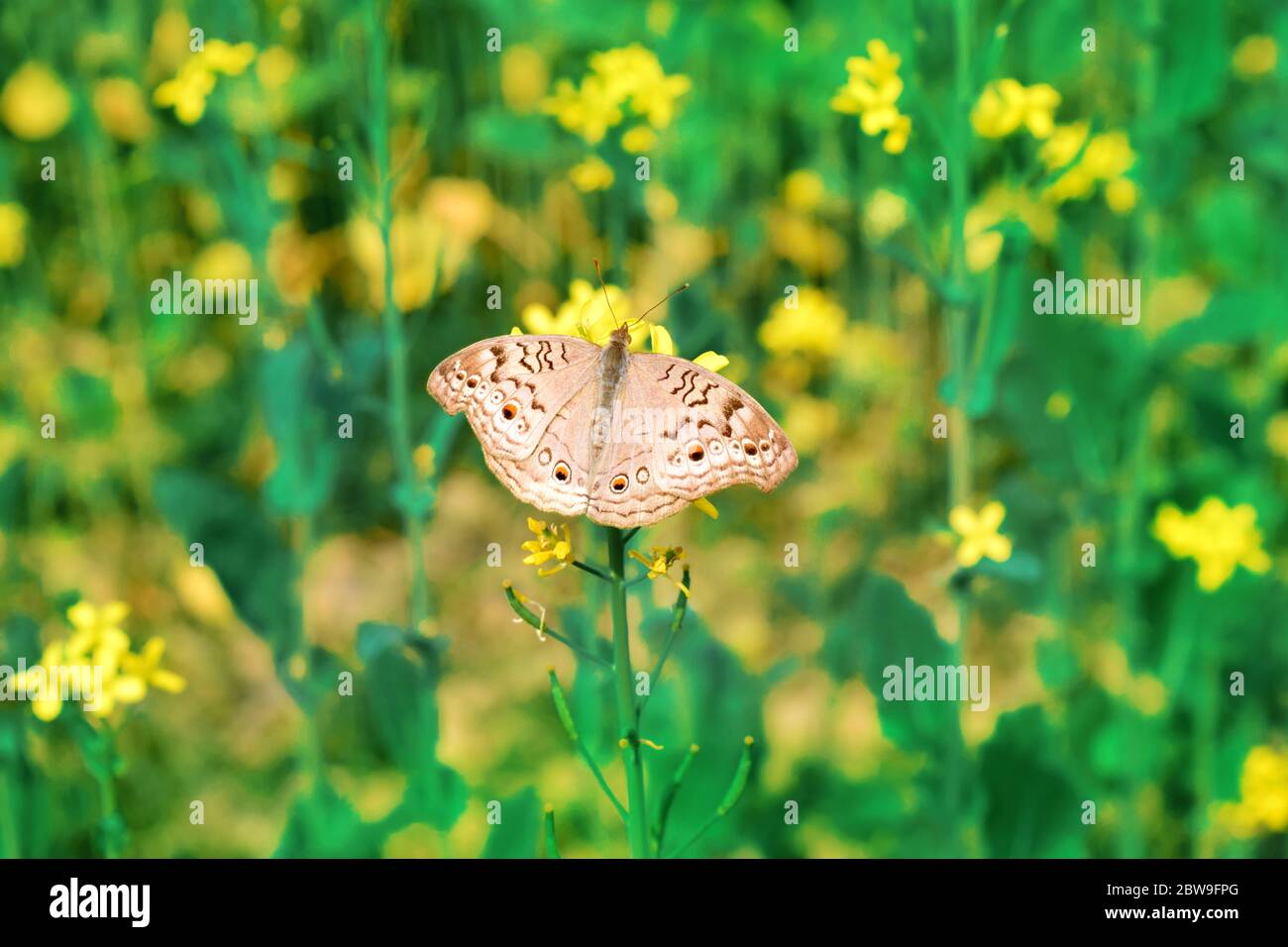 Grauer Stiefmütterchen-Schmetterling auf Senfblüte Stockfoto