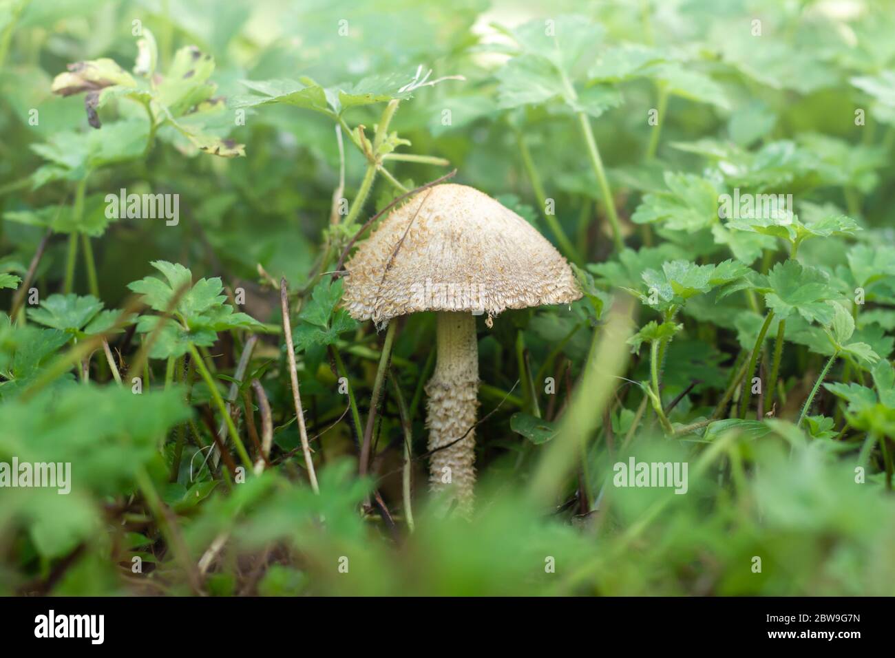 Feldpilze finden während der Nahrungssuche. Stockfoto