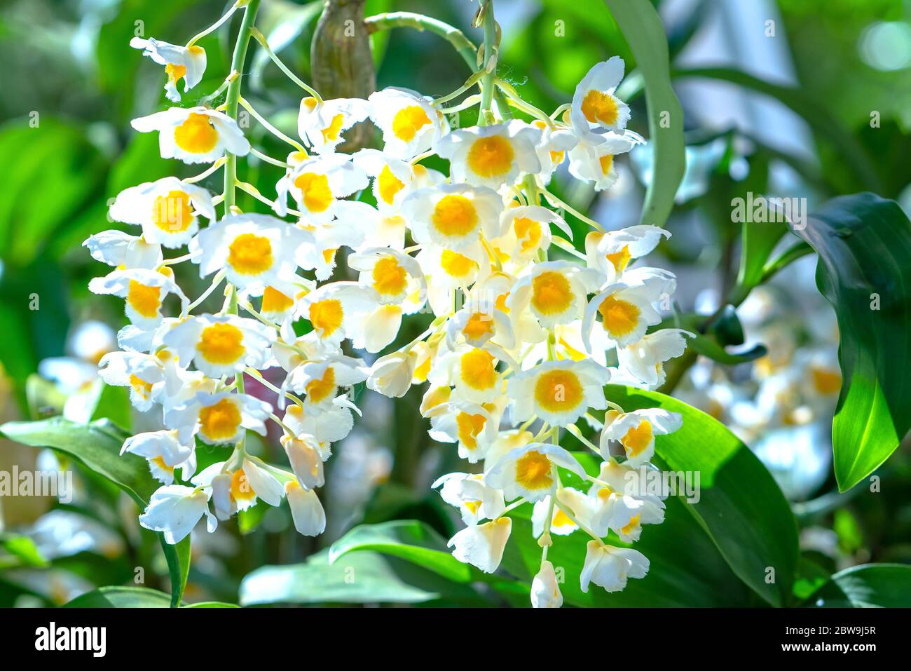 Dendrobium aphyllum Orchideen Blumen blühen im Frühling schmücken die Schönheit der Natur, eine seltene wilde Orchidee in tropischen Gärten geschmückt Stockfoto