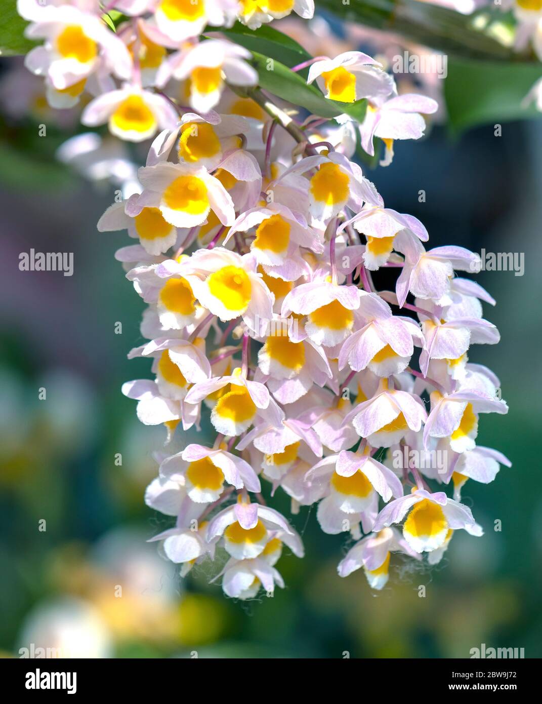 Dendrobium aphyllum Orchideen Blumen blühen im Frühling schmücken die Schönheit der Natur, eine seltene wilde Orchidee in tropischen Gärten geschmückt Stockfoto