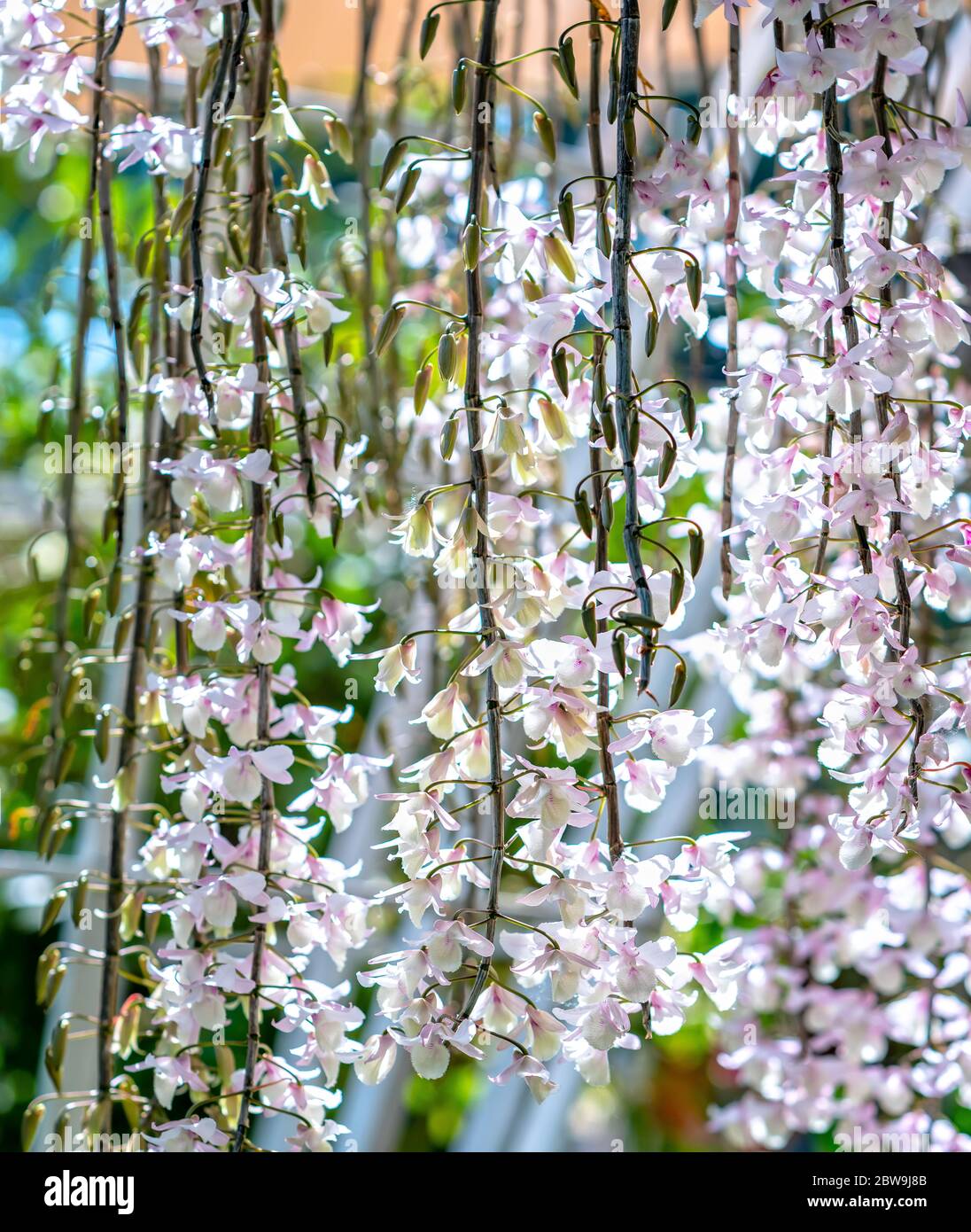 Dendrobium aphyllum Orchideen Blumen blühen im Frühling schmücken die Schönheit der Natur, eine seltene wilde Orchidee in tropischen Gärten geschmückt Stockfoto