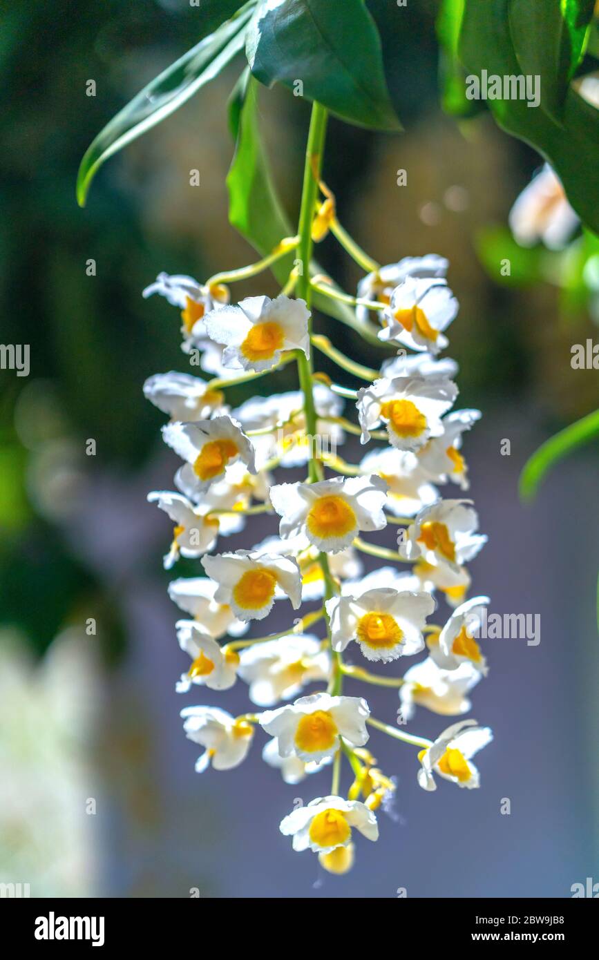 Dendrobium aphyllum Orchideen Blumen blühen im Frühling schmücken die Schönheit der Natur, eine seltene wilde Orchidee in tropischen Gärten geschmückt Stockfoto