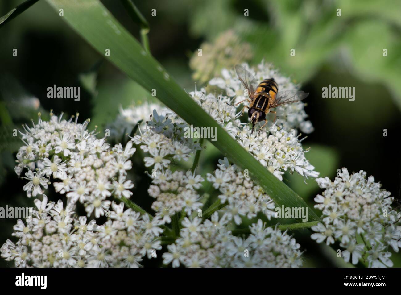 Ground Elder Stockfoto