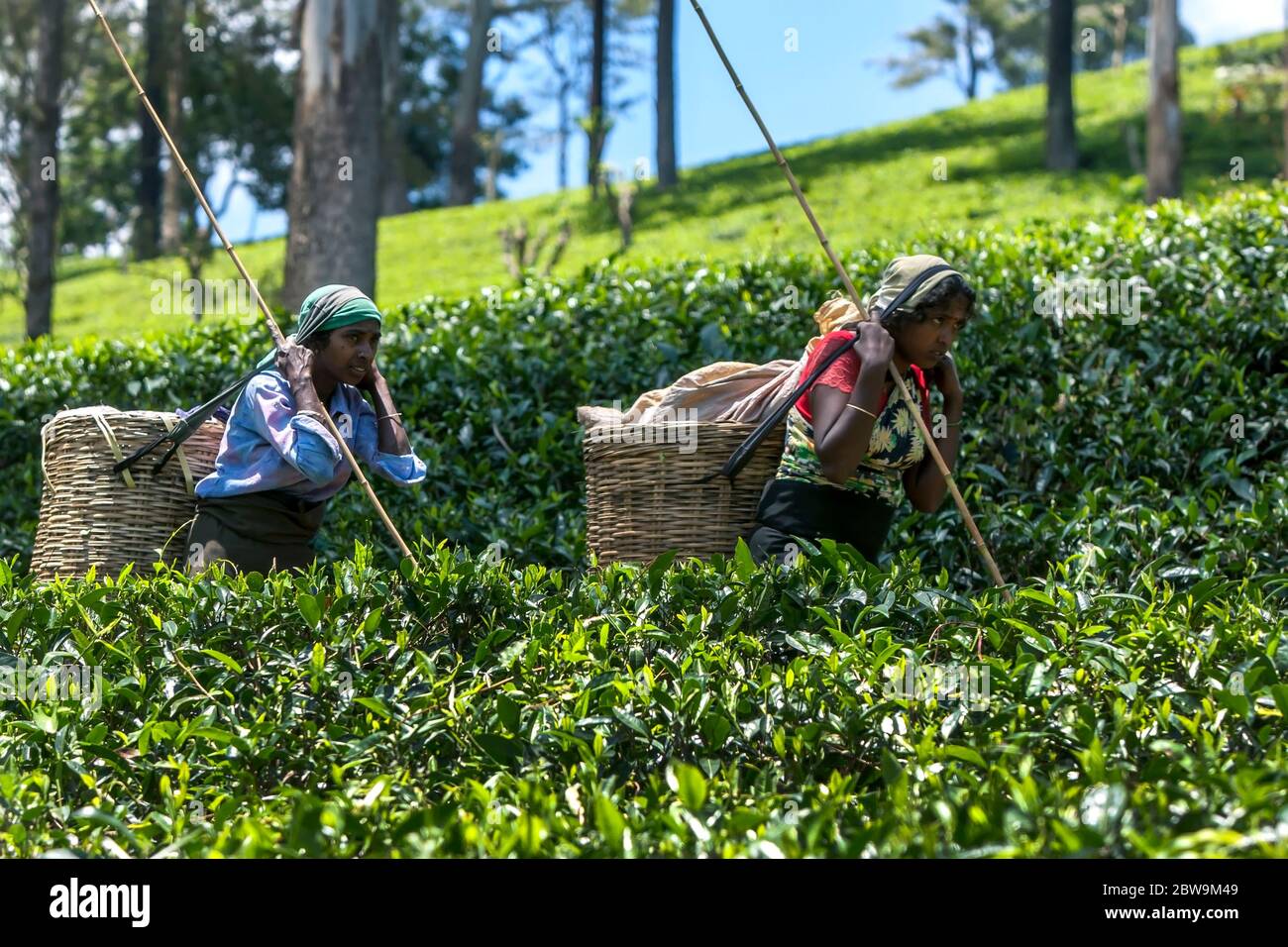 Tamilische Tee-Pflücker (Tee-Zupfen), die Rohrkörbe tragen, bewegen sich durch eine Plantage in der Nuwara Eliya Region Sri Lankas. Stockfoto