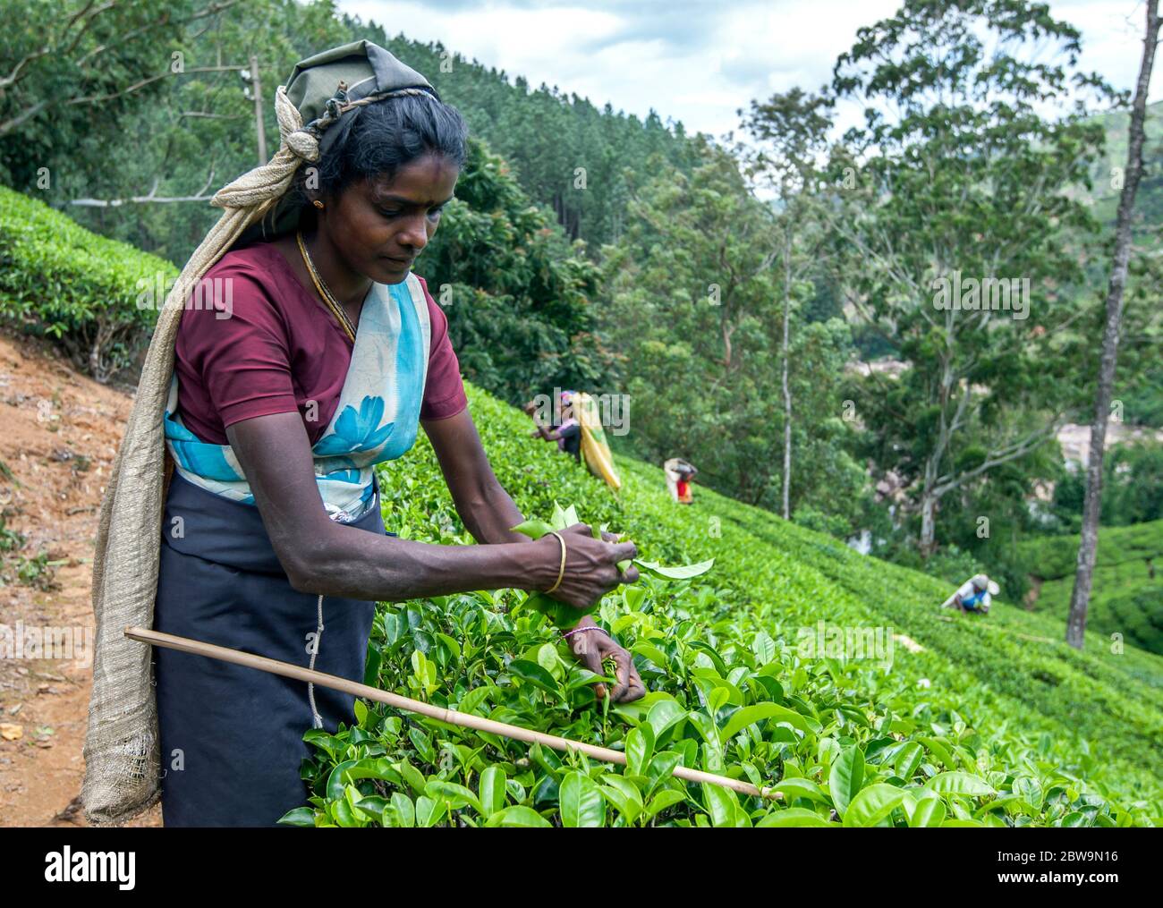 Ein Teepflücker pflückt am frühen Morgen Blätter von einer Plantage in Maskeliya in der Zentralprovinz Sri Lanka. Stockfoto