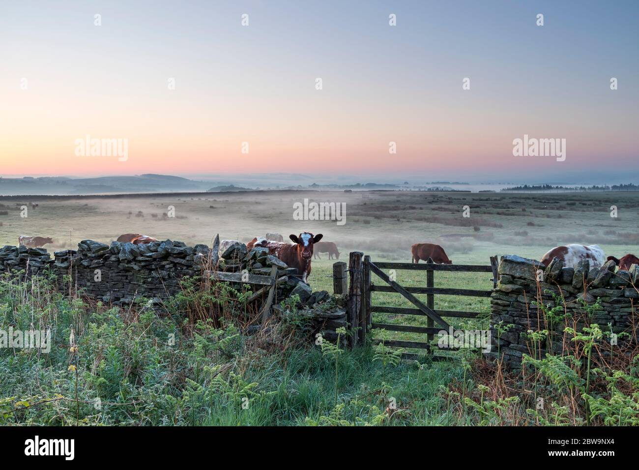 Teesdale, County Durham, Großbritannien. Mai 2020. Wetter in Großbritannien. Es war ein kühler und nebeliger Start in den Tag, als die Sonne in Teesdale, Grafschaft Durham heute Morgen stieg. Trotz eines kühlen Starts von nur 2 Grad Celsius wird es ein weiterer heißer Tag werden, an dem die Temperaturen im Laufe des Morgens voraussichtlich bei 21 Grad Celsius liegen werden. Quelle: David Forster/Alamy Live News Stockfoto