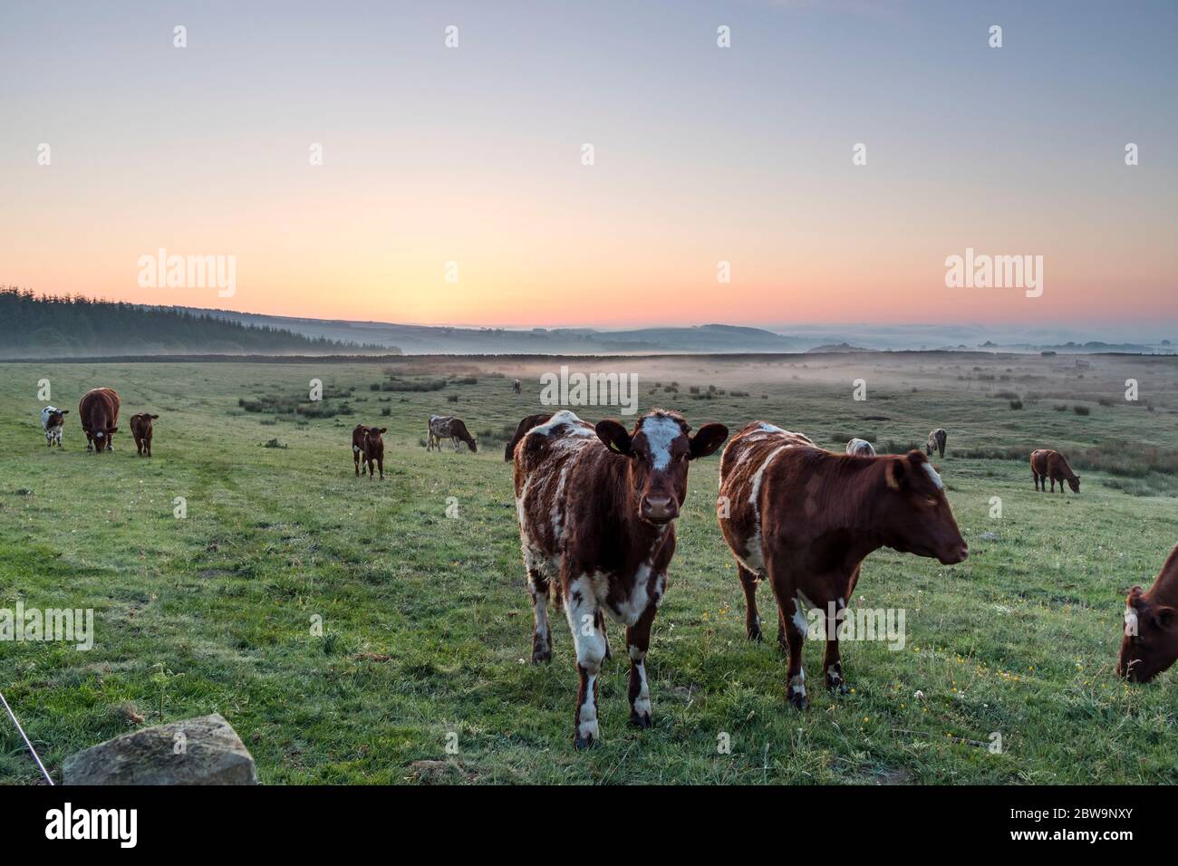 Teesdale, County Durham, Großbritannien. Mai 2020. Wetter in Großbritannien. Es war ein kühler und nebeliger Start in den Tag, als die Sonne in Teesdale, Grafschaft Durham heute Morgen stieg. Trotz eines kühlen Starts von nur 2 Grad Celsius wird es ein weiterer heißer Tag werden, an dem die Temperaturen im Laufe des Morgens voraussichtlich bei 21 Grad Celsius liegen werden. Quelle: David Forster/Alamy Live News Stockfoto