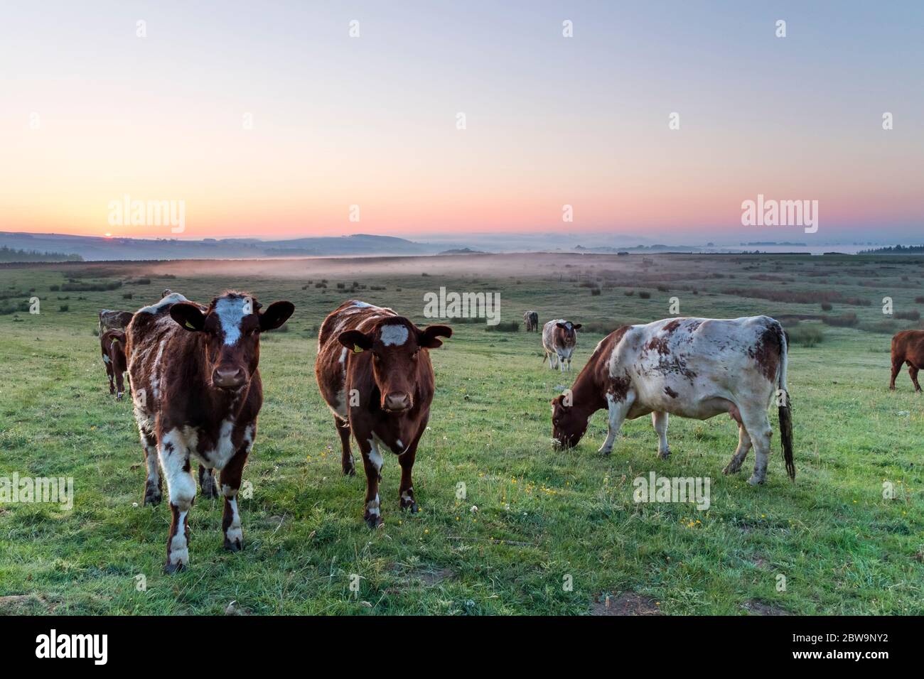 Teesdale, County Durham, Großbritannien. Mai 2020. Wetter in Großbritannien. Es war ein kühler und nebeliger Start in den Tag, als die Sonne in Teesdale, Grafschaft Durham heute Morgen stieg. Trotz eines kühlen Starts von nur 2 Grad Celsius wird es ein weiterer heißer Tag werden, an dem die Temperaturen im Laufe des Morgens voraussichtlich bei 21 Grad Celsius liegen werden. Quelle: David Forster/Alamy Live News Stockfoto