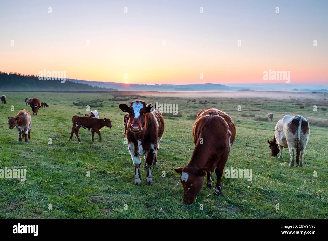 Teesdale, County Durham, Großbritannien. Mai 2020. Wetter in Großbritannien. Es war ein kühler und nebeliger Start in den Tag, als die Sonne in Teesdale, Grafschaft Durham heute Morgen stieg. Trotz eines kühlen Starts von nur 2 Grad Celsius wird es ein weiterer heißer Tag werden, an dem die Temperaturen im Laufe des Morgens voraussichtlich bei 21 Grad Celsius liegen werden. Quelle: David Forster/Alamy Live News Stockfoto