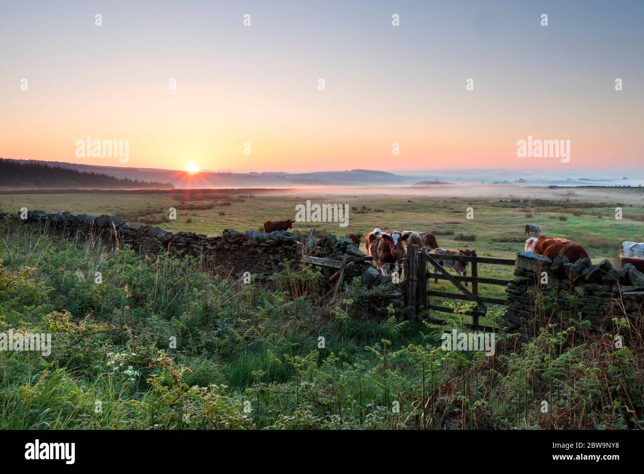Teesdale, County Durham, Großbritannien. Mai 2020. Wetter in Großbritannien. Es war ein kühler und nebeliger Start in den Tag, als die Sonne in Teesdale, Grafschaft Durham heute Morgen stieg. Trotz eines kühlen Starts von nur 2 Grad Celsius wird es ein weiterer heißer Tag werden, an dem die Temperaturen im Laufe des Morgens voraussichtlich bei 21 Grad Celsius liegen werden. Quelle: David Forster/Alamy Live News Stockfoto
