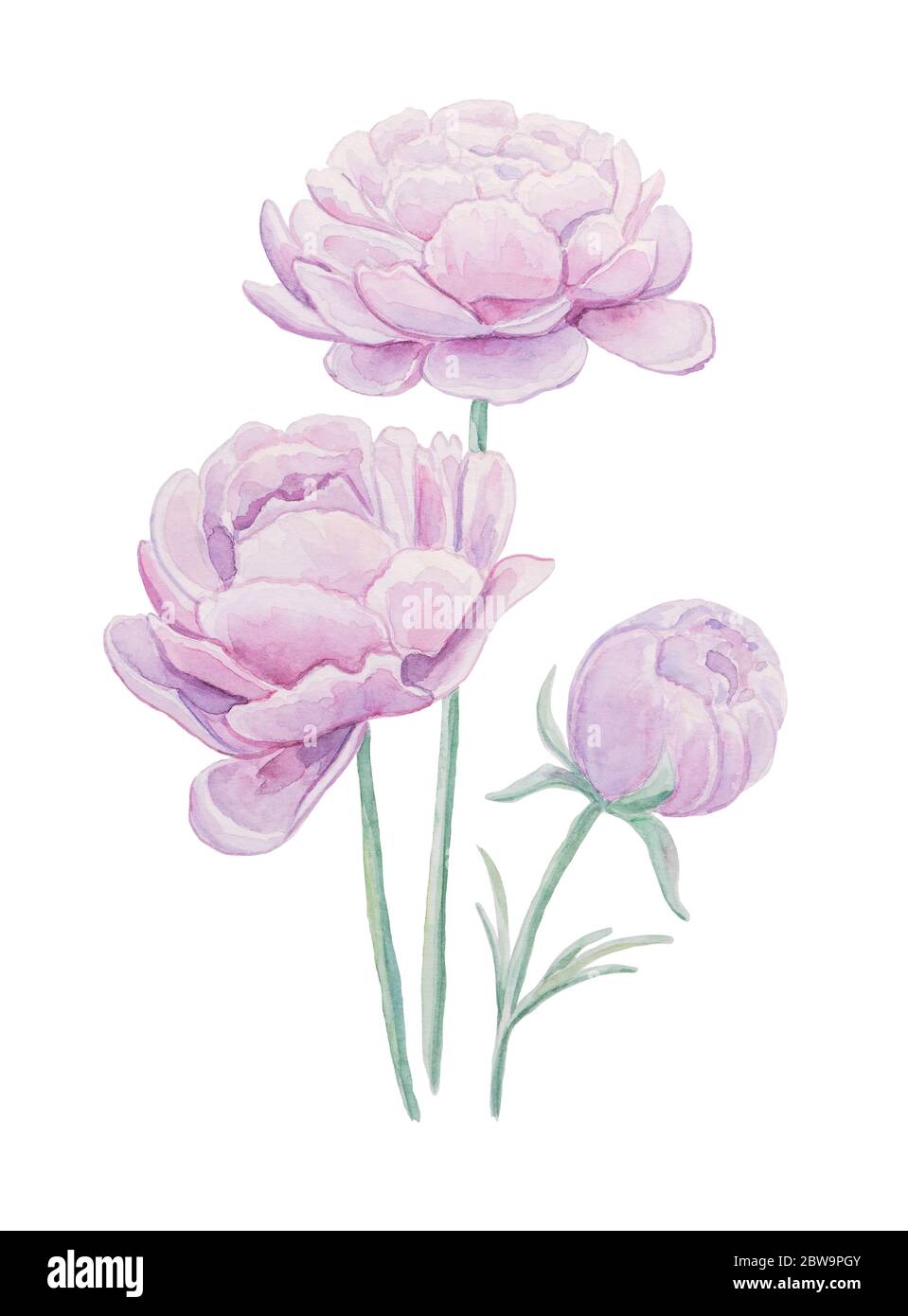 Rosafarbene Pfingstrosen. Ein Set von Aquarell-rosa Pfingstrosen, handgezeichnet isoliert auf einem weiß. Blumen, Blätter zum Bedrucken von Stoffen, Postkarten, Einladungen, Menüs Stockfotografie