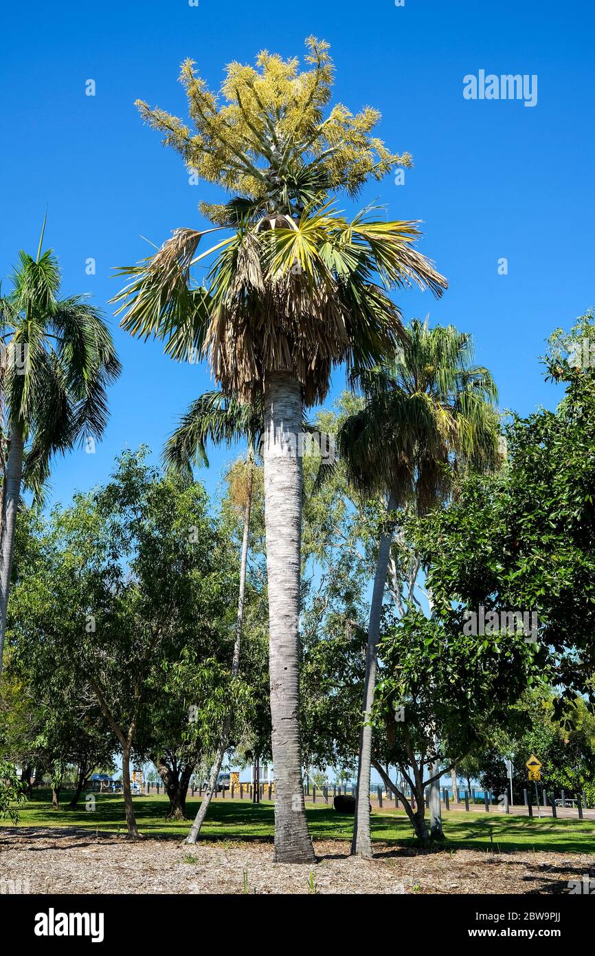 Corypha Utan, auch bekannt als Kohlpalme, buri-Palme oder Gebang-Palme. Stockfoto
