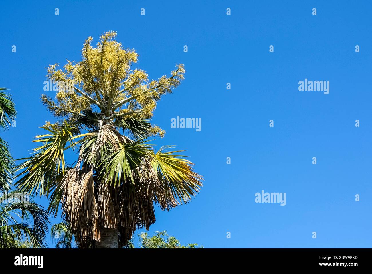 Corypha Utan, auch bekannt als Kohlpalme, buri-Palme oder Gebang-Palme. Stockfoto