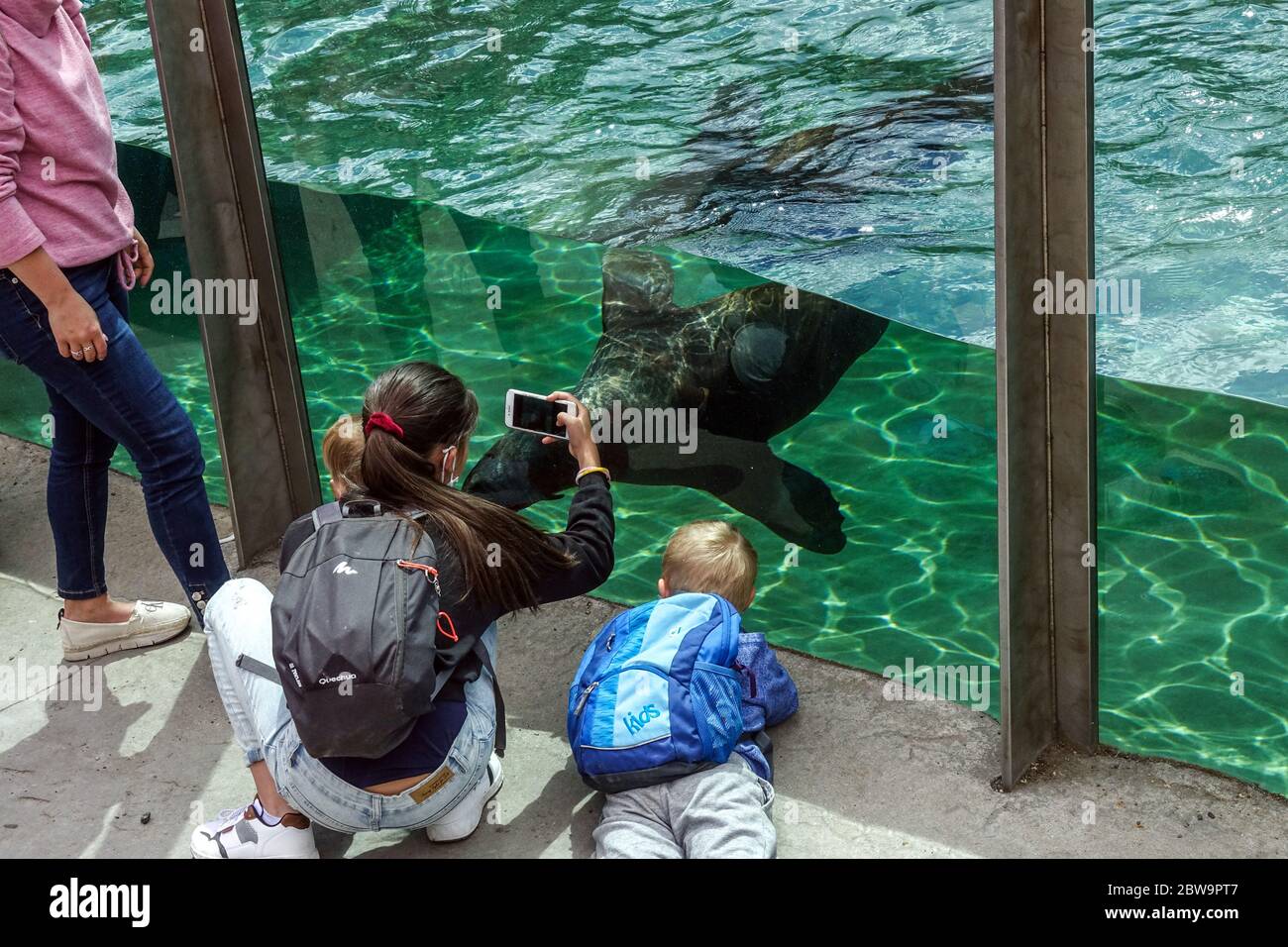 Menschen, Besucher, sehen sich Seelöwen im Prager Zoo an, eine gute Veranstaltung für einen Tagesausflug für Familie mit Kindern Zoo Tiere Menschen Stockfoto