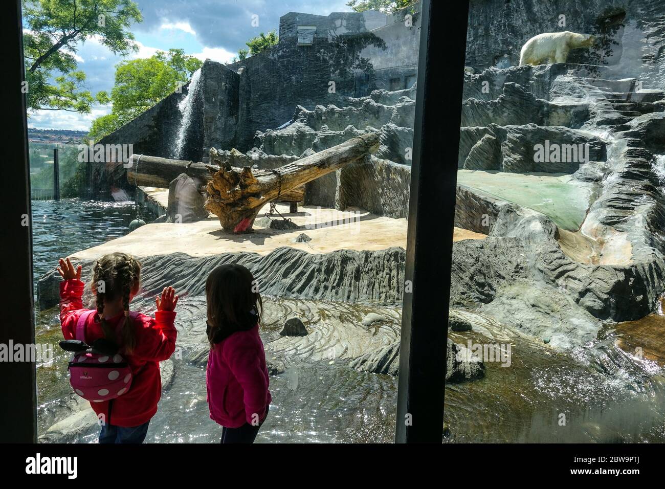 Menschen, Besucher, Kinder schauen sich Eisbären im Prager Zoo an, eine gute Veranstaltung für einen Tagesausflug für Familien mit Kindern Stockfoto