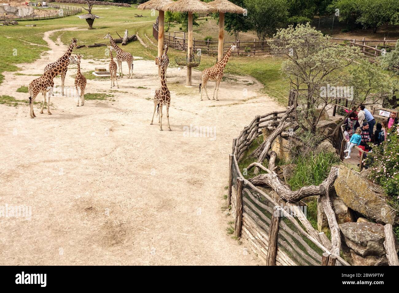 Leute, Besucher, schauen Sie sich die Giraffengehege an der Giraffe im Prager Zoo an, eine gute Veranstaltung für einen Tagesausflug für Familien mit Kindern Stockfoto