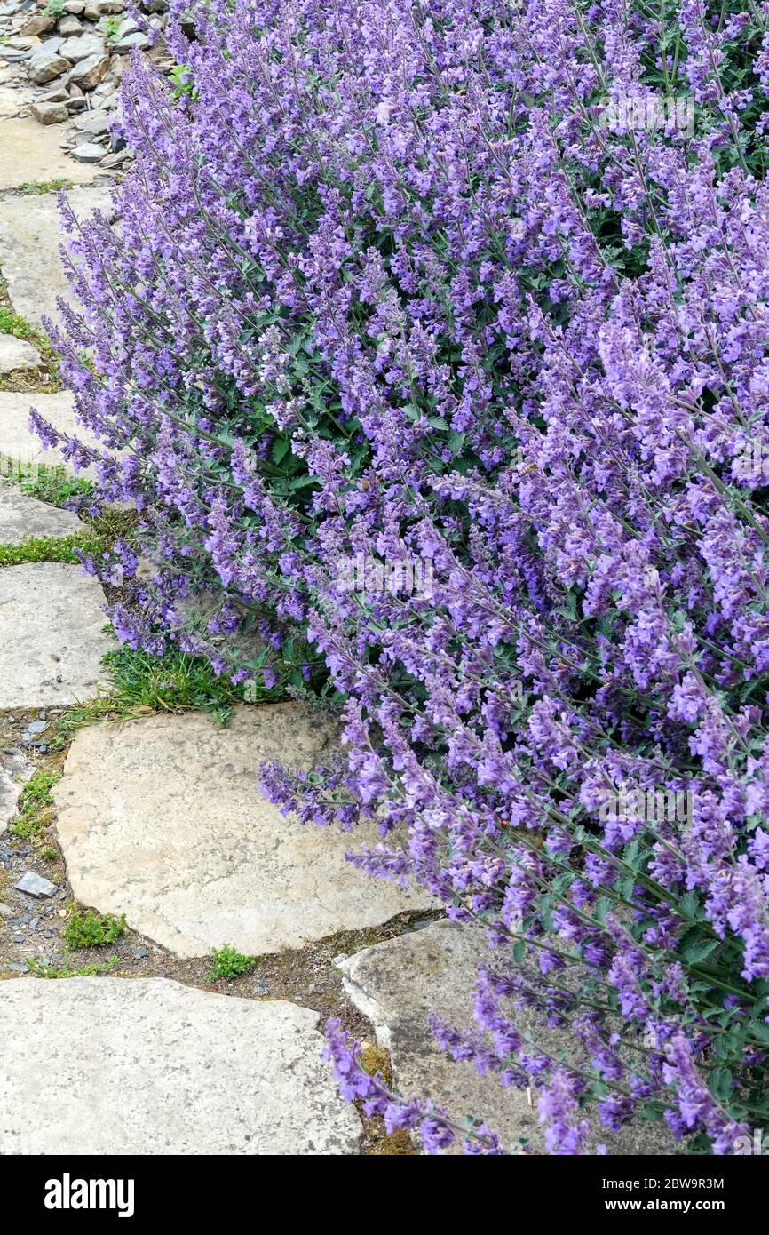 Katzenminze Nepeta blau Blüten melliferous Pflanze Stockfoto