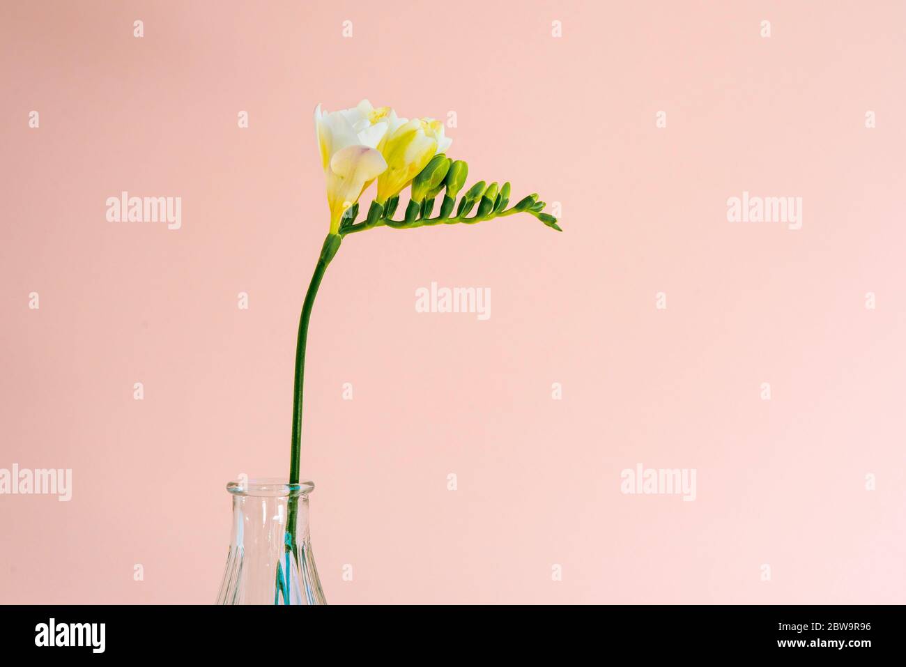 Nahaufnahme eines einzelnen weißen Freesia-Blütenkopfes in einer kleinen transparenten Glasvase auf einem rosa Hintergrund mit meist natürlichem Licht gesetzt Stockfoto
