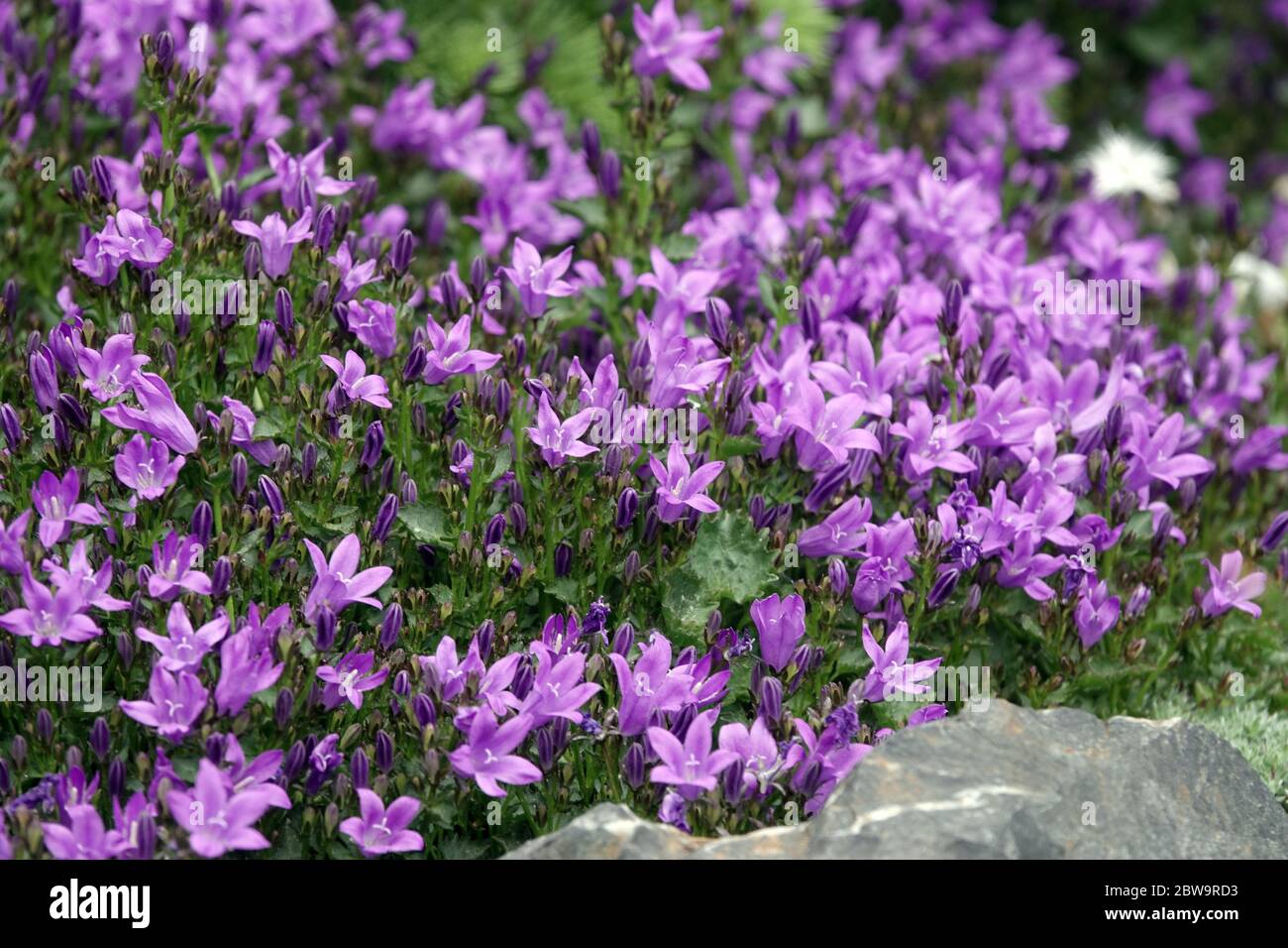 Dalmatinische Glockenblume Campanula portenschlagiana 'Resholdt's Variety' Stockfoto