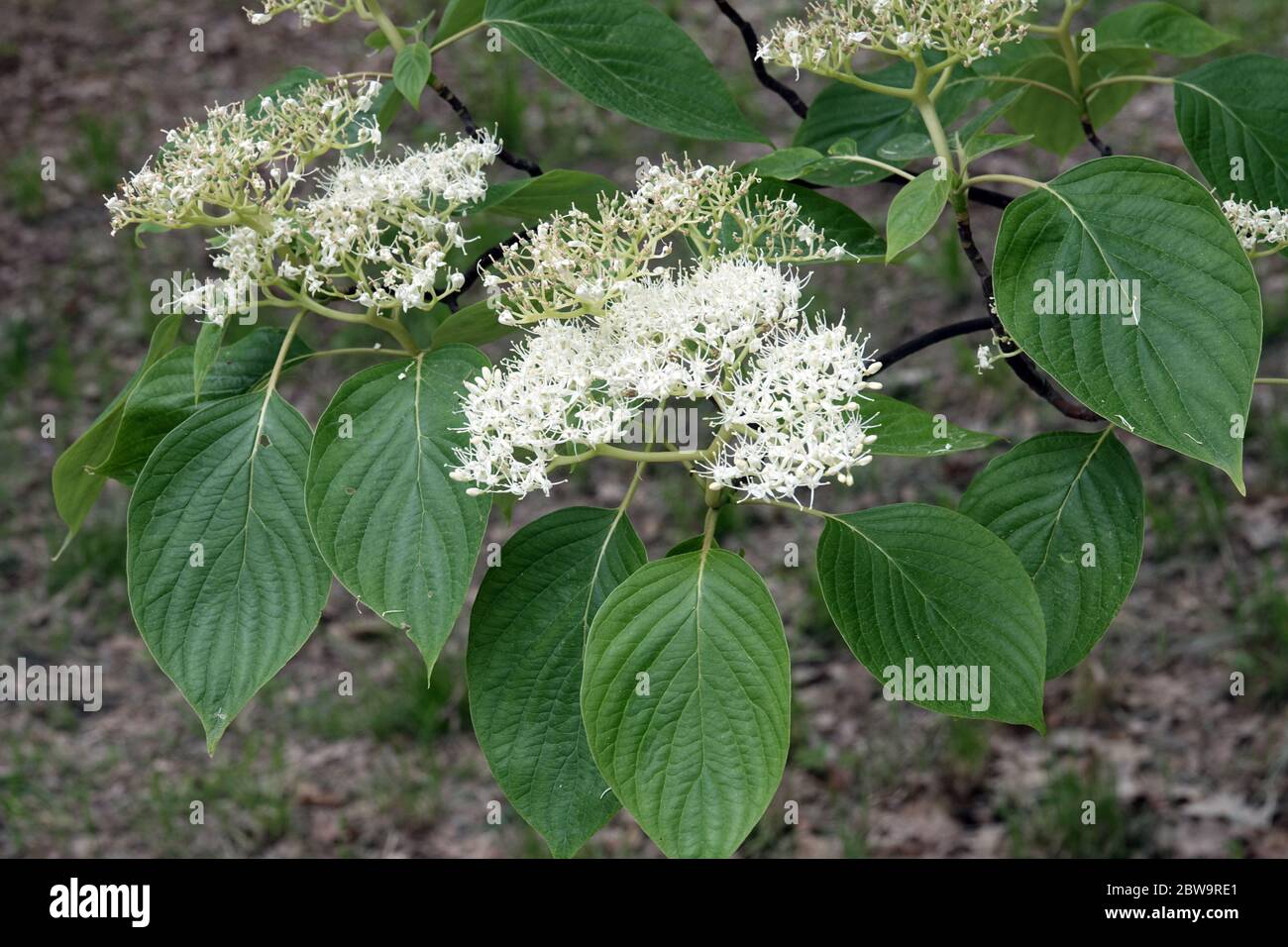 Pagode Dogwood Cornus alternifolia Stockfoto