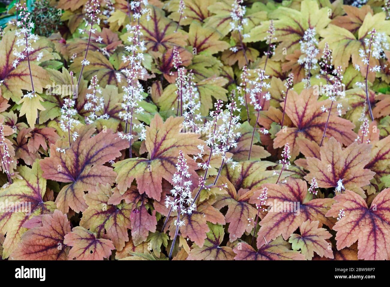 Heucherela „Süßer Tee“ Heucherellas Stockfoto