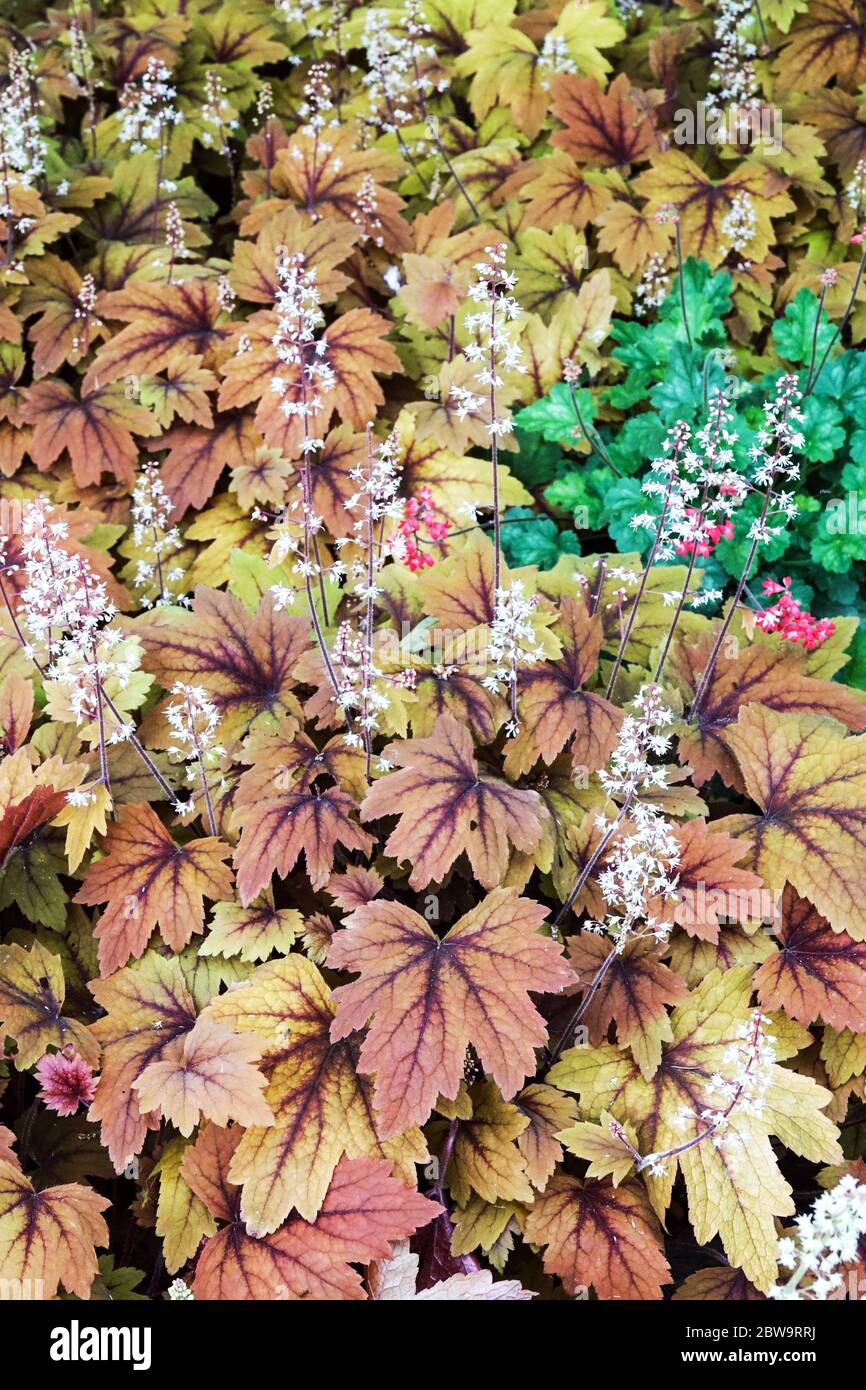 Heucherela „Süßer Tee“ Heucherellas Stockfoto