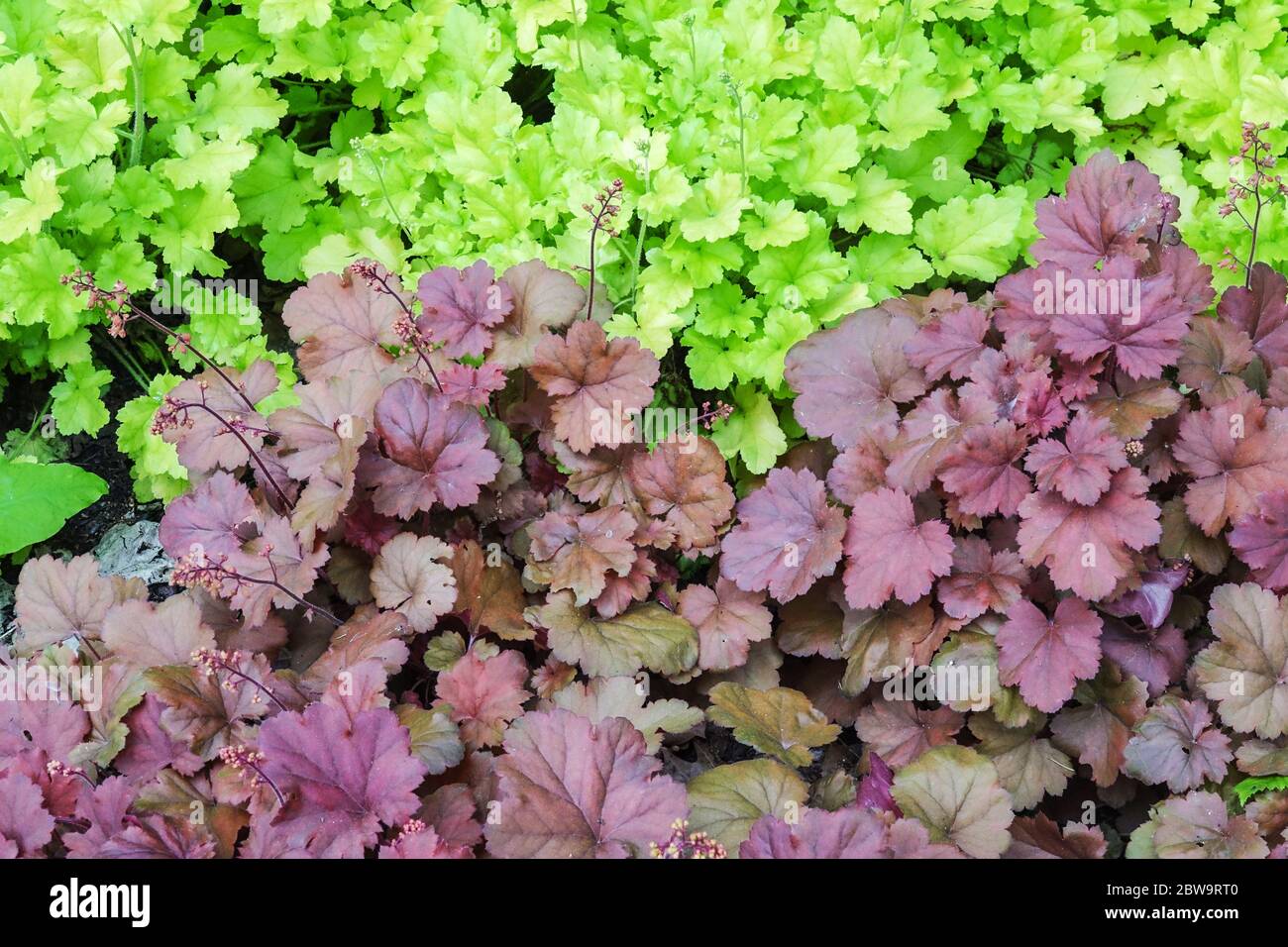 Korallenglocken Heuchera „Limettenmarmelade“ Hellgrüne Farbe Blätter Heuchera „Cherry Cola“ Dekoratives Laub Hardy Heucheras Kontrastgartenkombination Stockfoto
