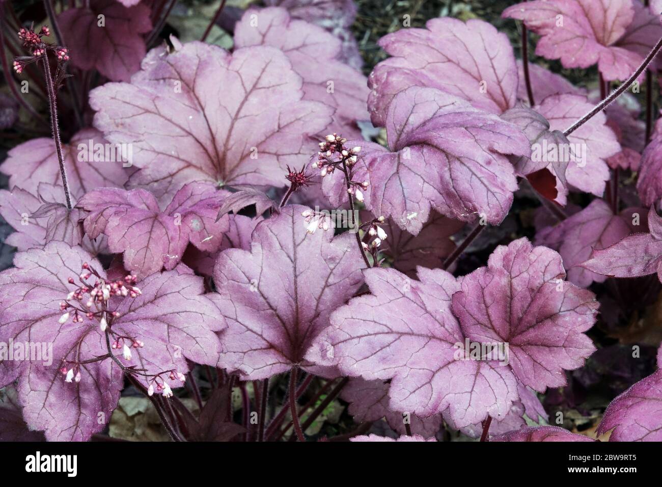 Heuchera Blätter Heuchera „Georgia Pflaume“ Gartenlaube Heuchera Blumen Dekorative Laub Pflanze Gelblich Lila Rosa Blätter Dunklere Adern Schlank Aufrecht Stockfoto