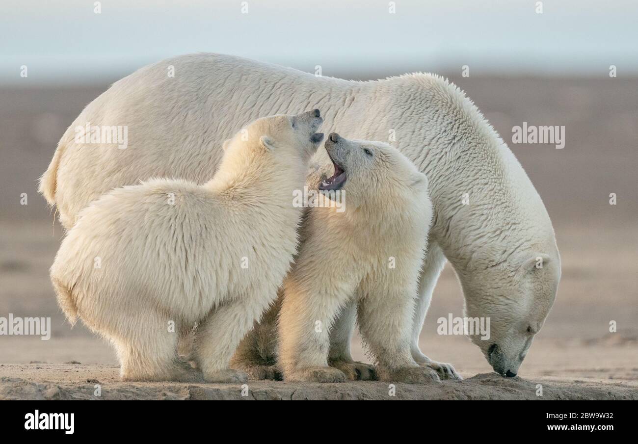 drei spielende Braunbären Ansichtskarte playing bears 