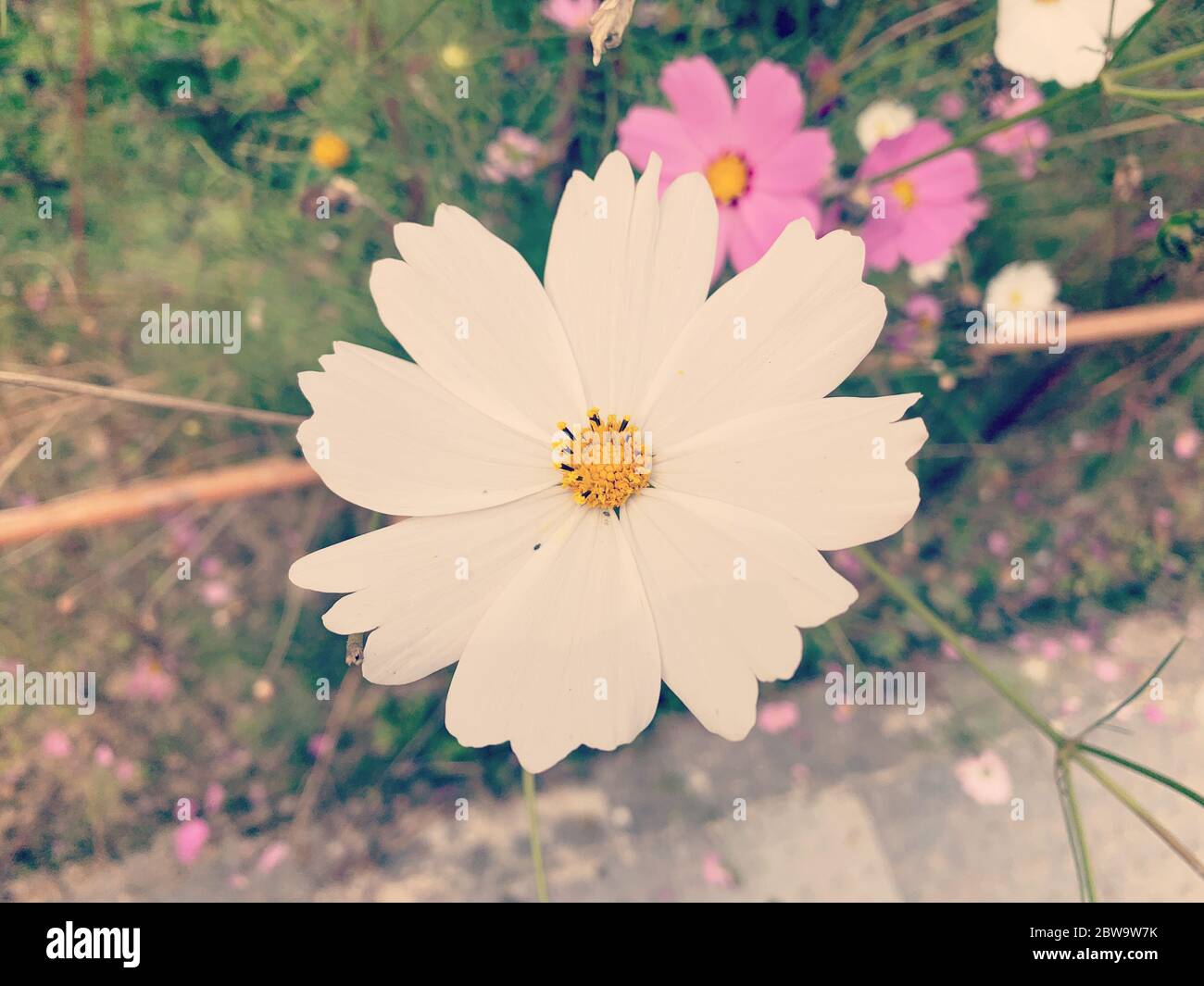 Eine weiße Gänseblümchen-Blume an einem Sommertag. Stockfoto