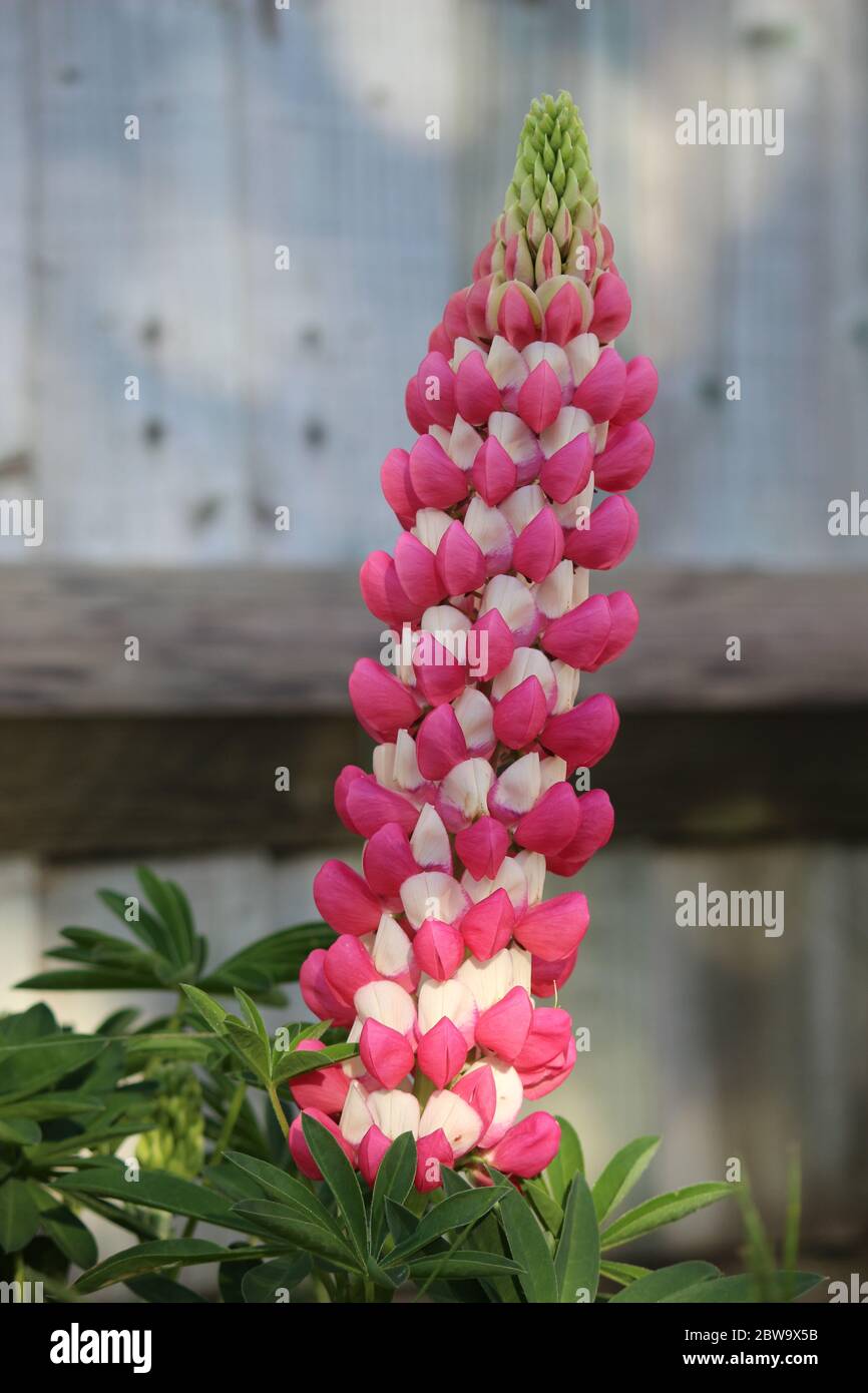 Rosa und weiße Lupine, blühend, Sommer im englischen Garten. Stockfoto