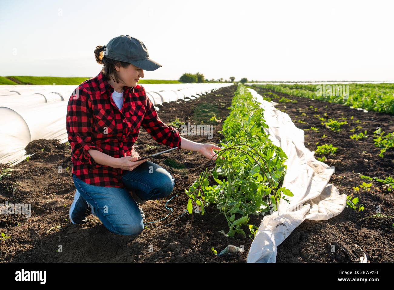 Eine Farmerin mit einem digitalen Tablet auf einem Kartoffelfeld ...
