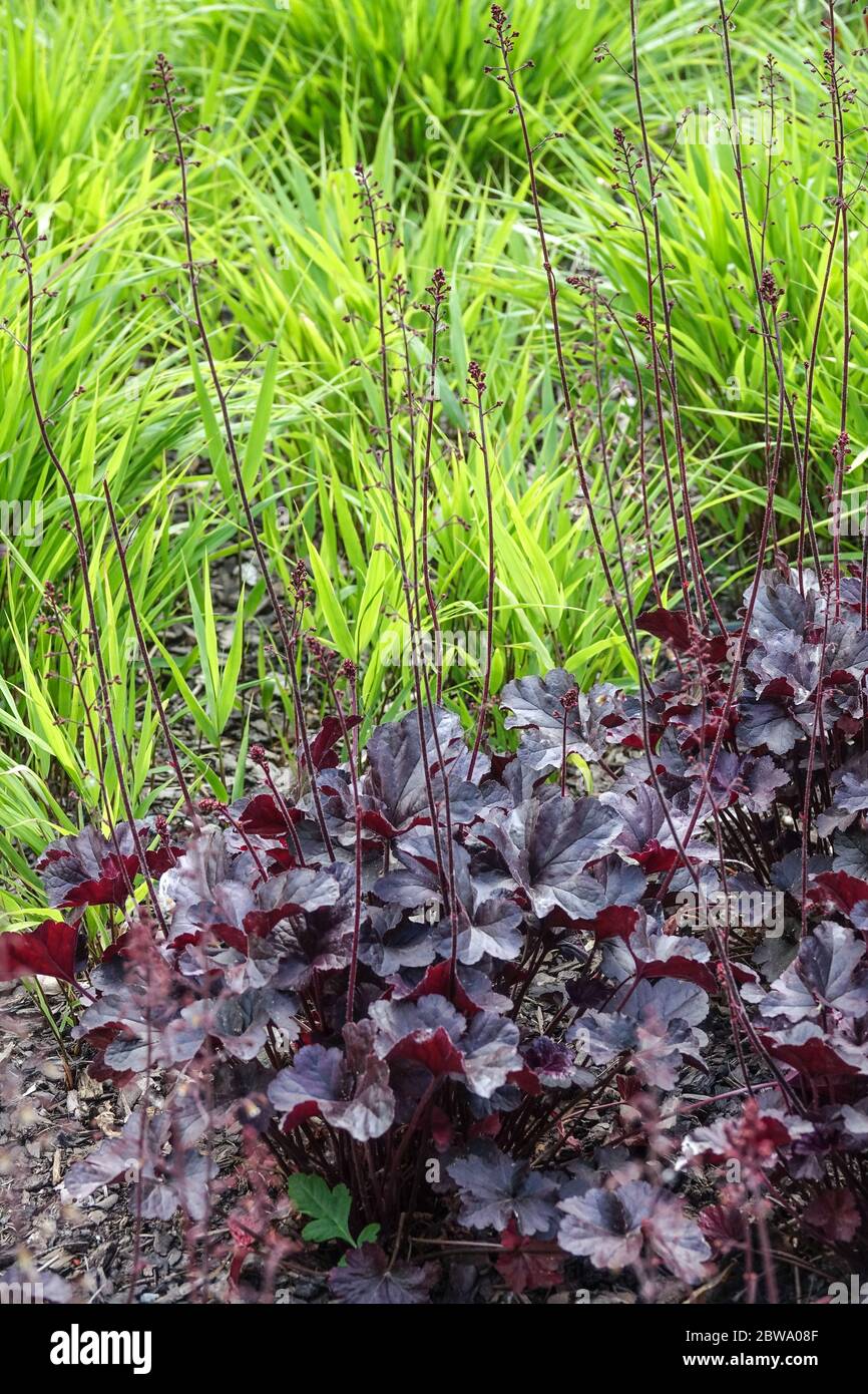 Heuchera 'Obsidian' und Miscanthus frische neue Blätter Stockfoto