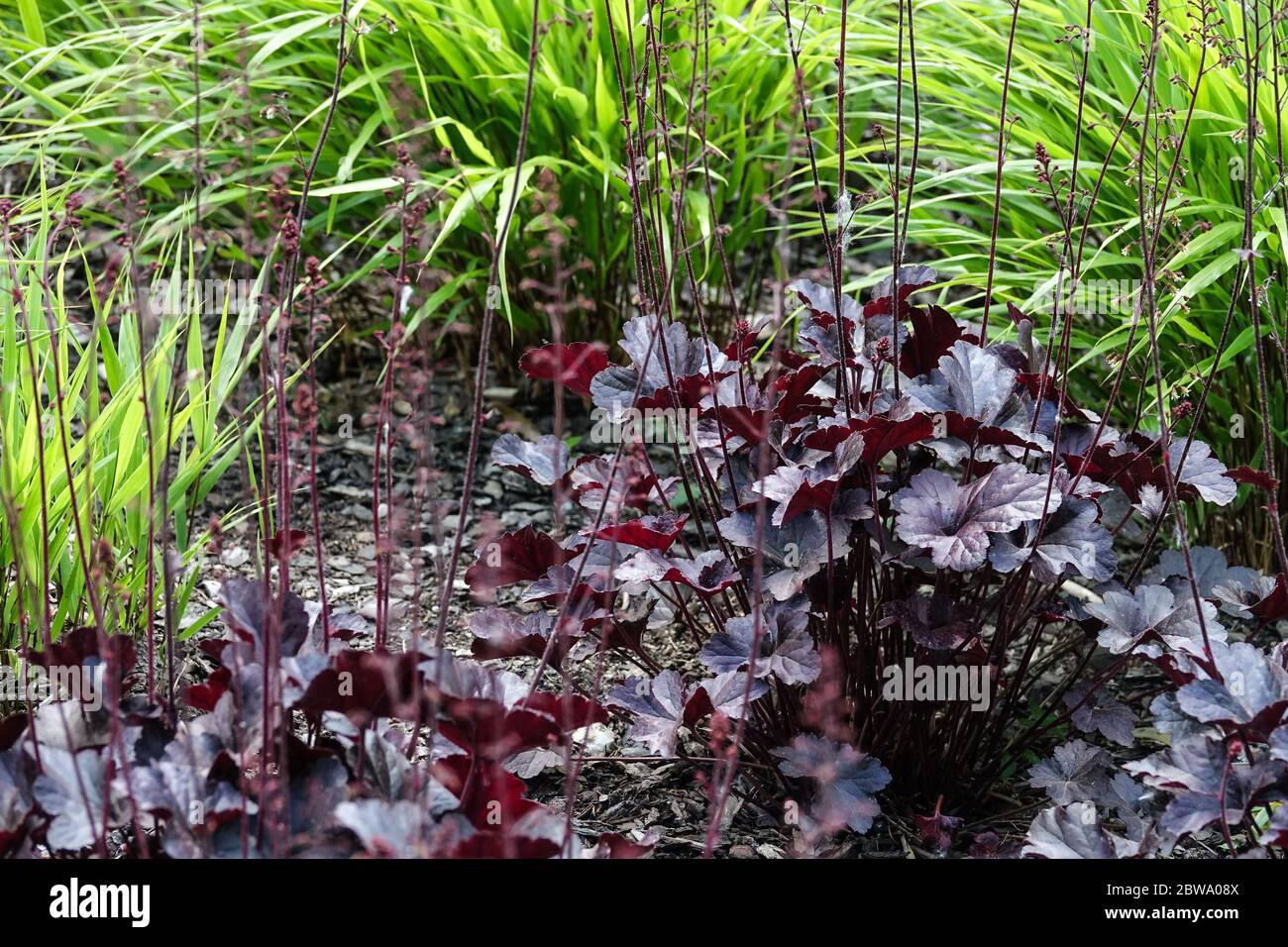 Korallenglocken Heuchera „Obsidian“ und Miscanthus frische neue Blätter Stockfoto