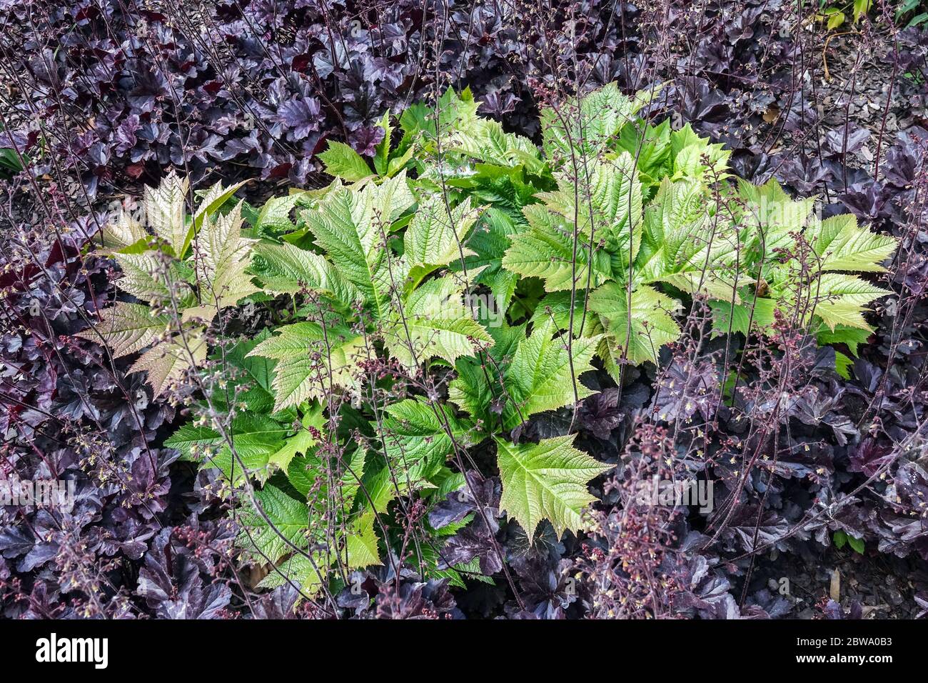 Rodgersia podophylla lässt Rodgersia wachsen in dunklem Laub Heuchera „Obsidian“ Heuchera Leaves Garden Scene Kontrast mehrjährige Pflanzen Hellgrün Stockfoto
