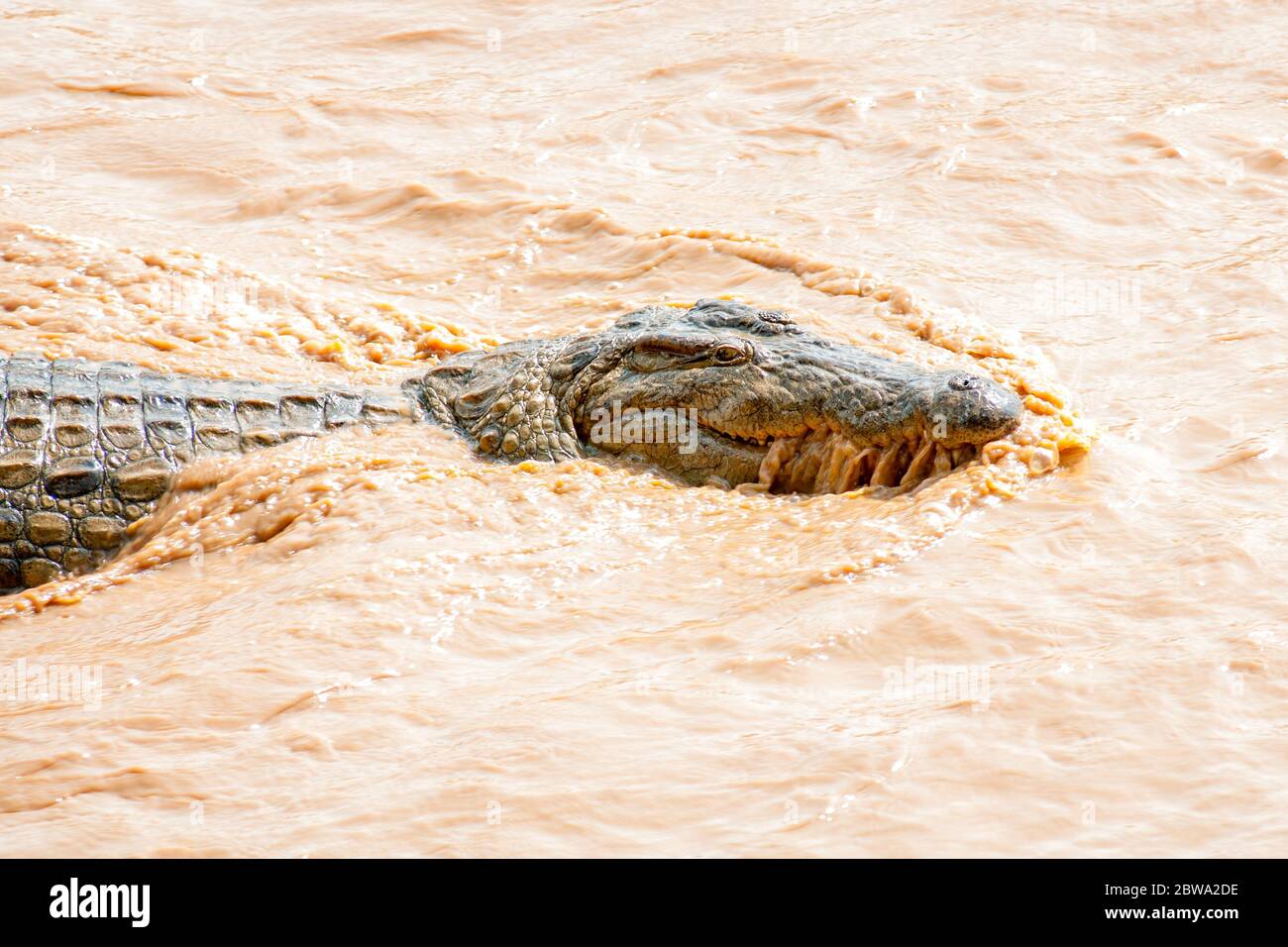 Nilkrokodil, Crocodylus niloticus, im Fluss Ewaso Ngiro. Samburu National Reserve. Kenia. Afrika. Stockfoto
